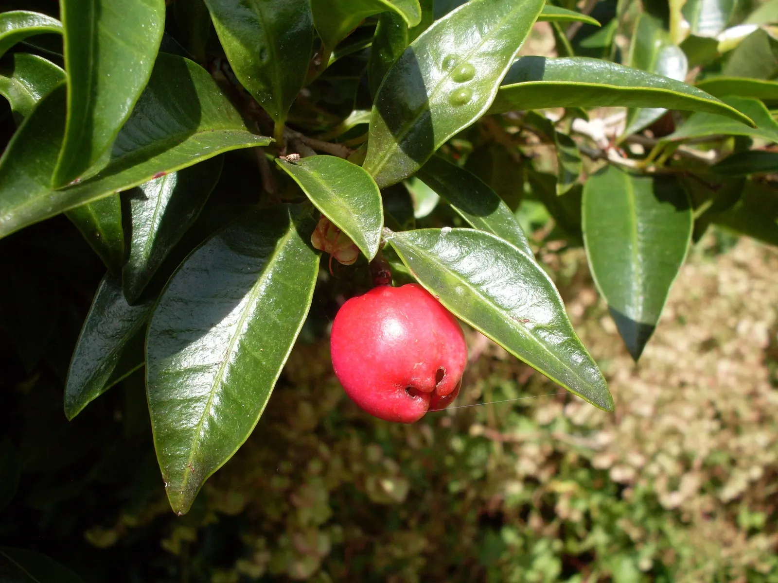 Brush Cherry (Syzygium Paniculatum) — Typically reaching 10-15 feet high and 5-8 feet wide, it boasts fluffy white flowers and edible red berries
