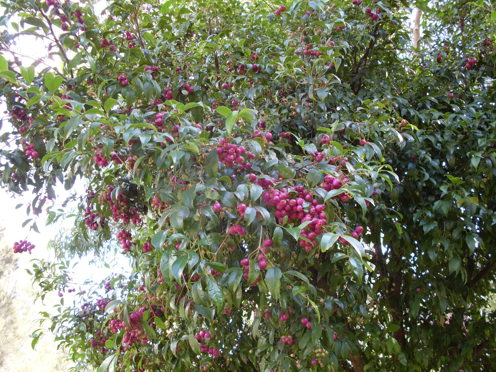 Brush Cherry (Syzygium Paniculatum) — Plant in well-draining soil and provide moderate watering; typically reaching 10-15 feet high and 5-8 feet, image 50