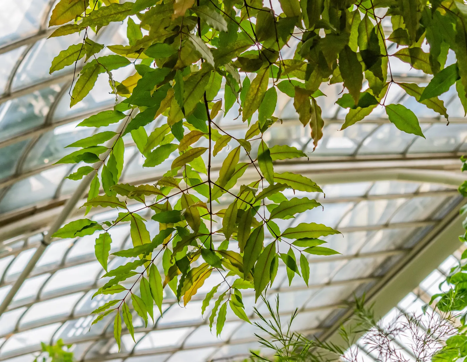 Brush Cherry (Syzygium Paniculatum) — It is hardy in USDA zones 9b through 11 and has moderate drought tolerance once established; the Eugenia Brush Cherry