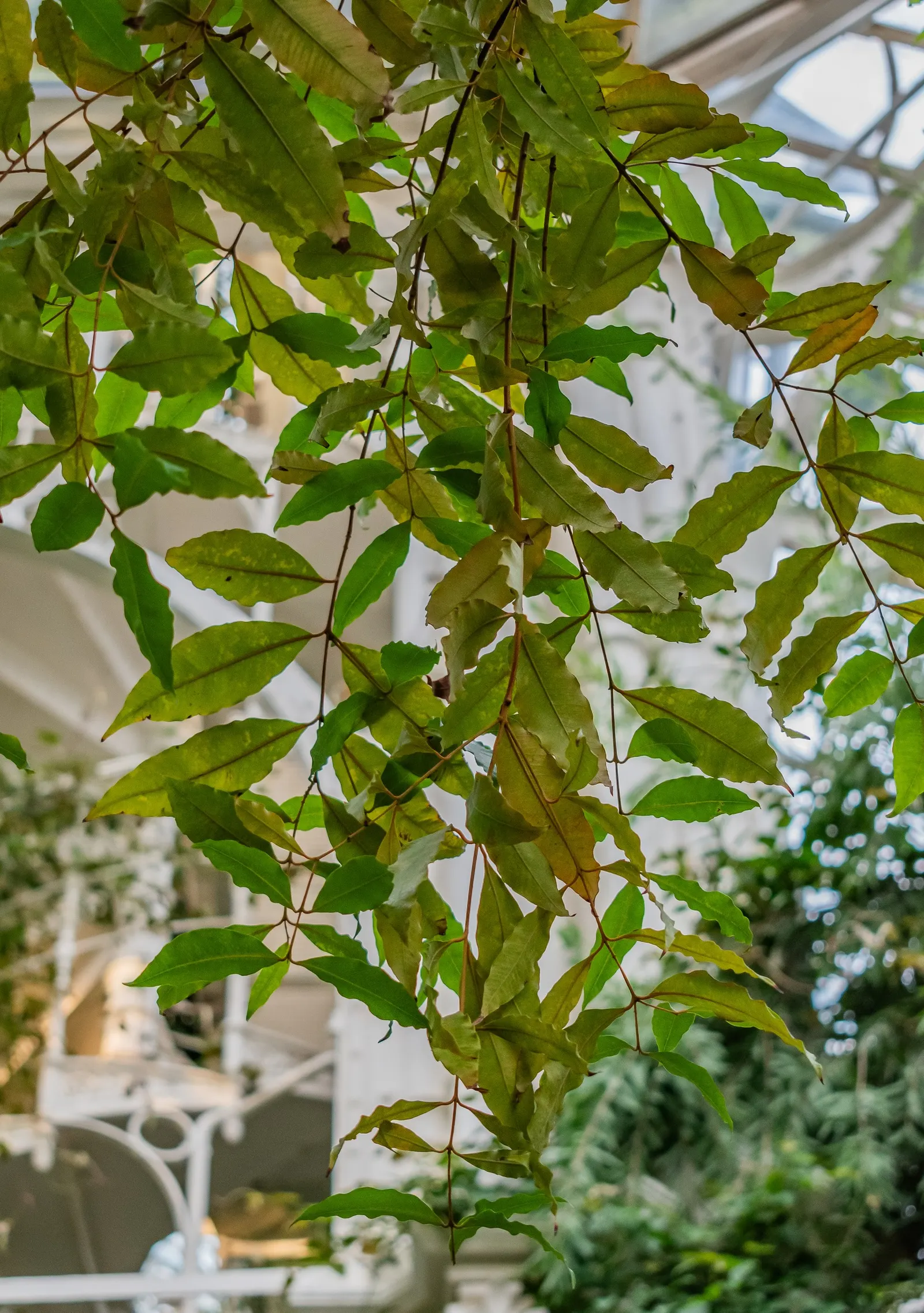 Brush Cherry (Syzygium Paniculatum) — Ideal for hedges or topiary, it thrives in full to partial sun
