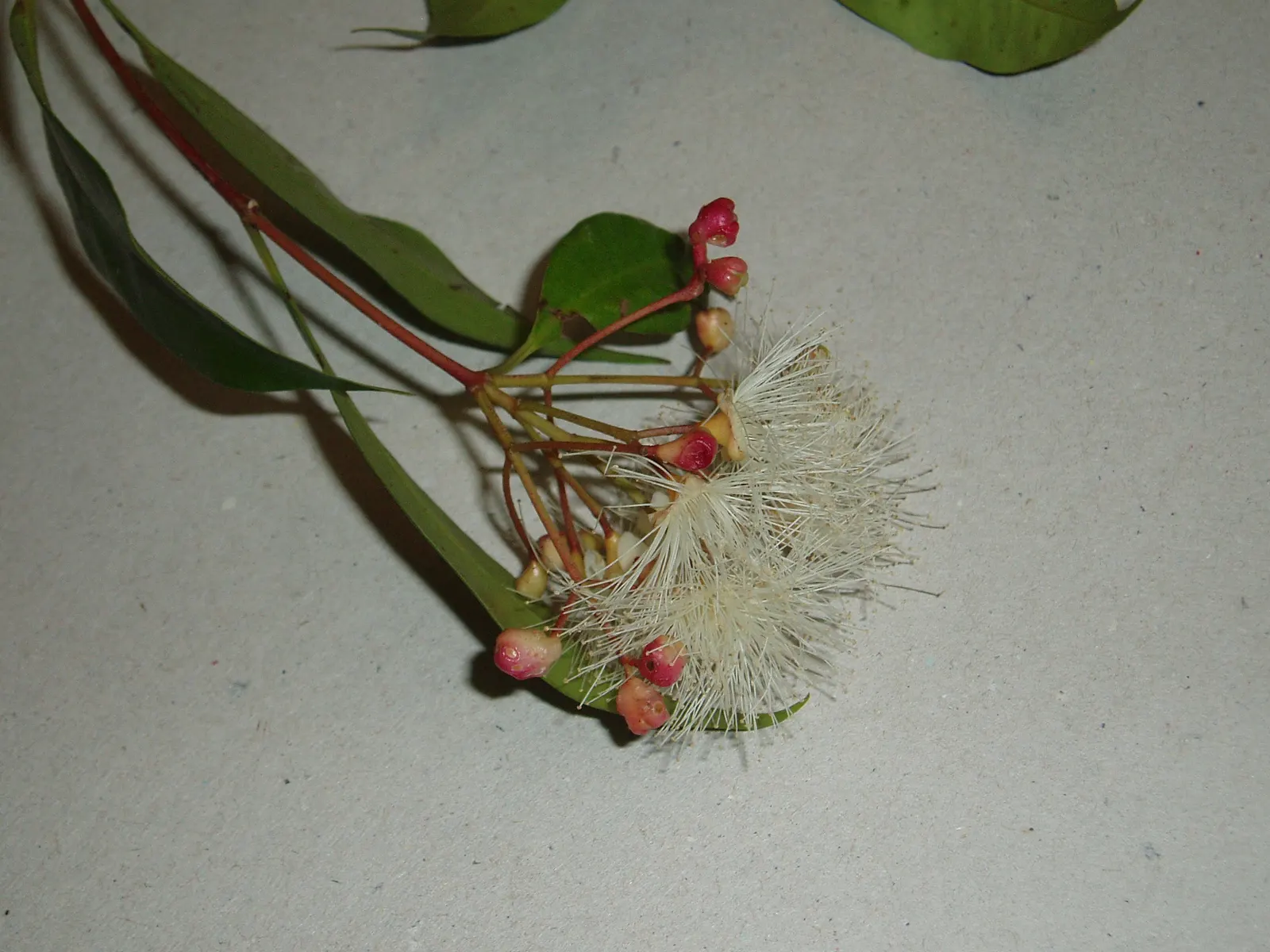 Brush Cherry (Syzygium Paniculatum) — The Eugenia Brush Cherry, Syzygium paniculatum, is a hardy, evergreen shrub with lustrous, dark green foliage