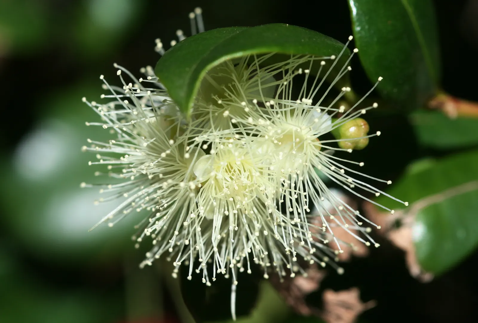 Brush Cherry (Syzygium Paniculatum) — Eugenia Brush Cherry can be a cornerstone in any garden