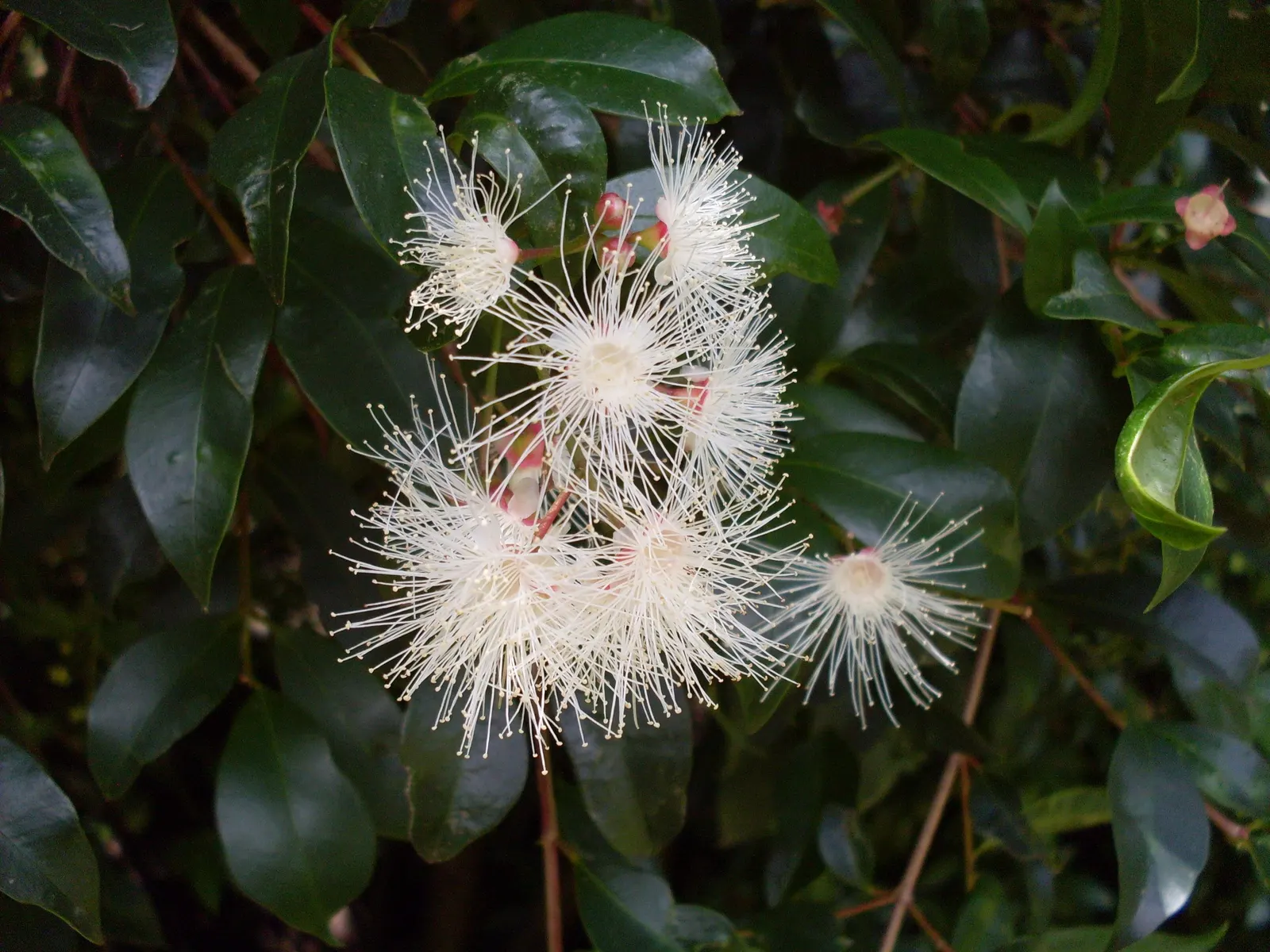 Brush Cherry (Syzygium Paniculatum) — Regular watering and occasional pruning to shape are recommended; is an evergreen shrub that is highly prized for its