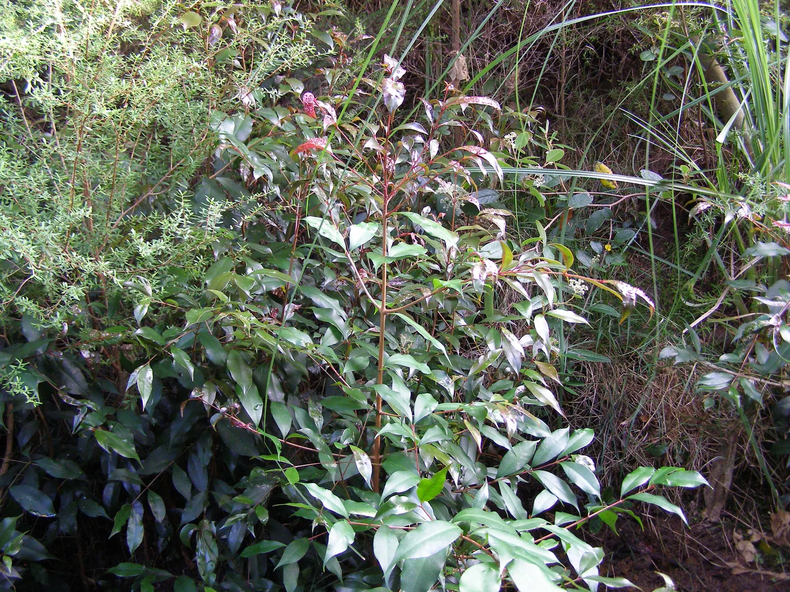 Brush Cherry (Syzygium Paniculatum) — With its compact growth and versatile nature; these blooms often give way to small red berries