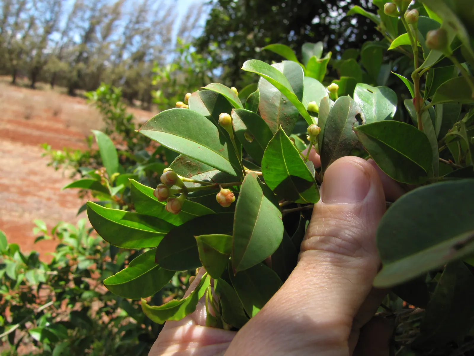 Brush Cherry (Syzygium Paniculatum) — yellow flowers in the garden; regular pruning maintains shape and encourages dense growth
