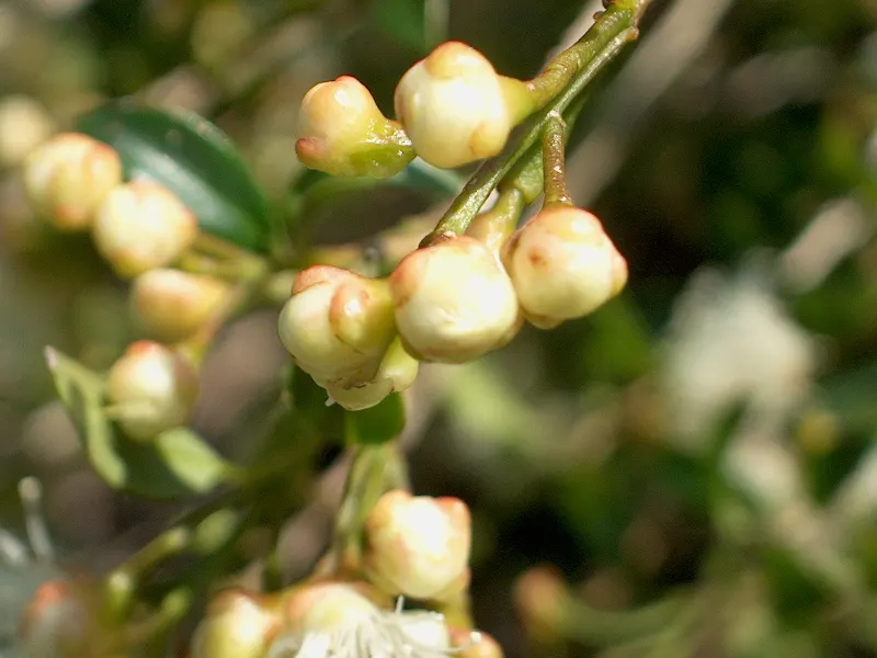 Brush Cherry (Syzygium Paniculatum) — which offer a year-round visual appeal; uSDA zones 9-11 suit it best