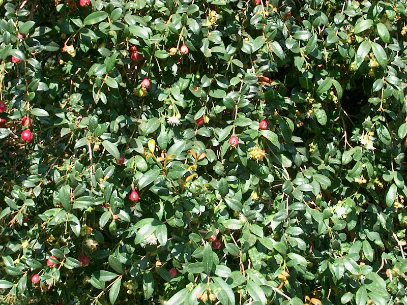 Brush Cherry (Syzygium Paniculatum) — attracting pollinators and providing subtle interest; ideal for hedges or topiary, it thrives in full to partial sun