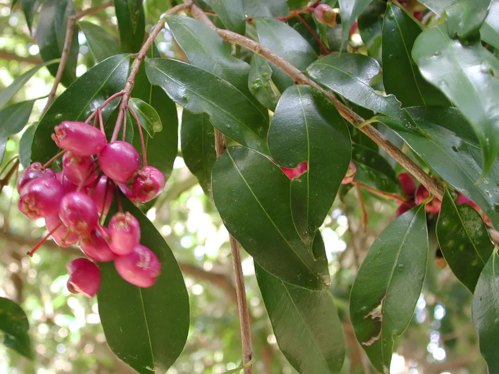 Brush Cherry (Syzygium Paniculatum) — yellow flowers in the garden