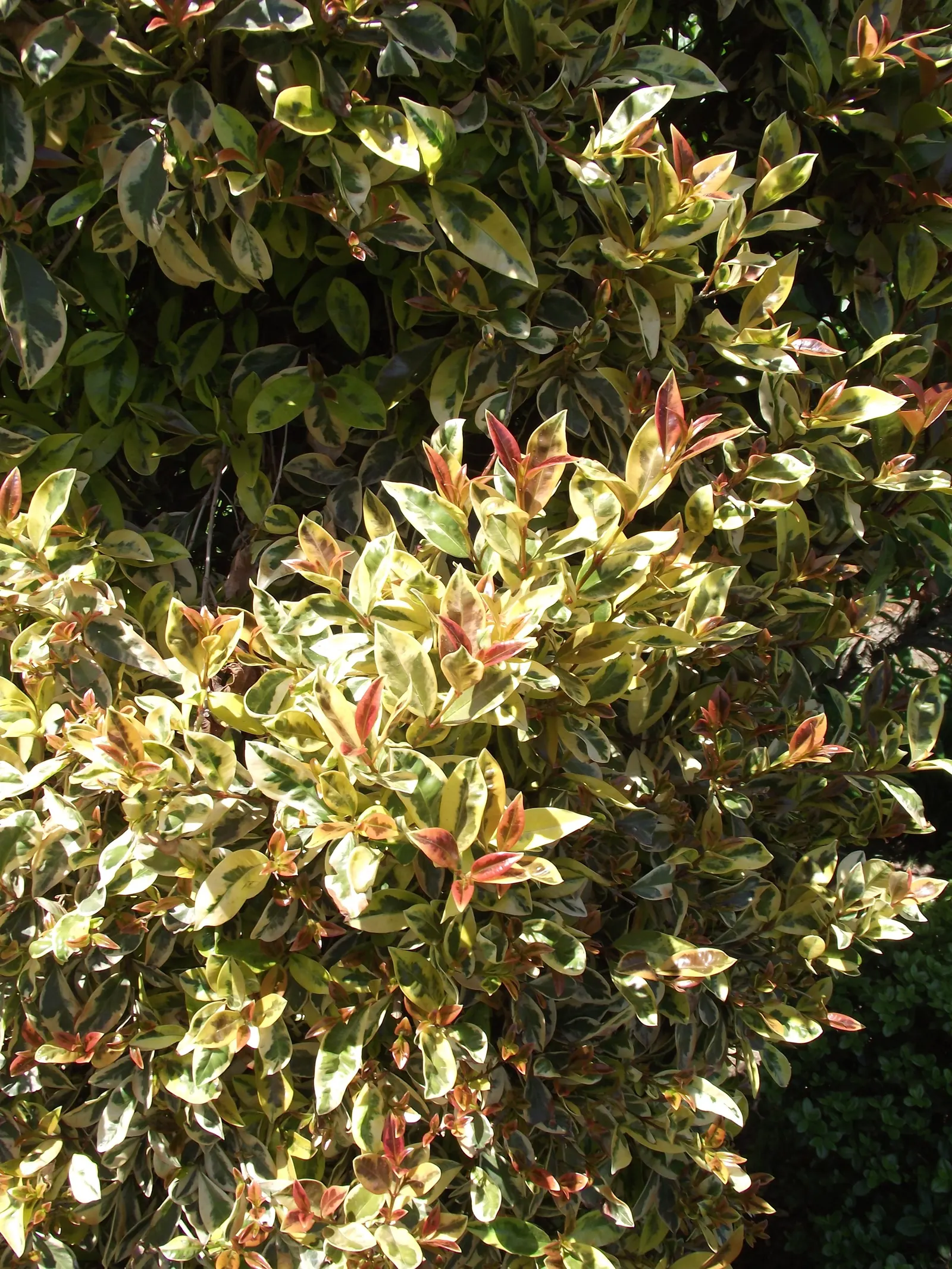 Brush Cherry (Syzygium Paniculatum) — These blooms often give way to small red berries; this adaptable plant can be tailored to form hedgerows or shaped as a