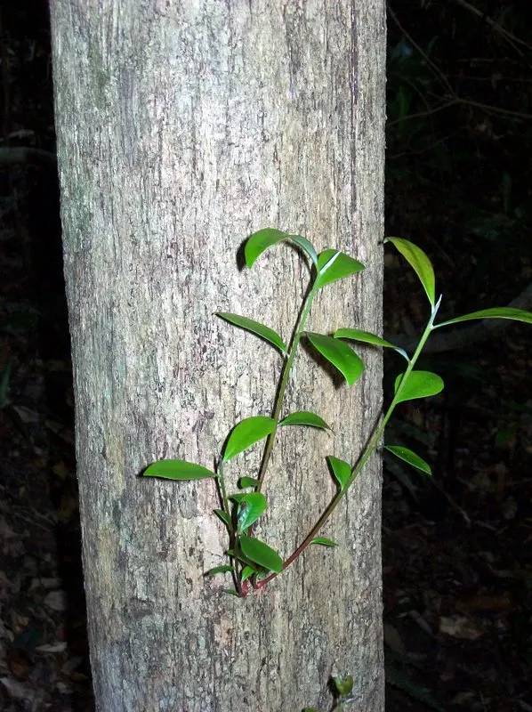 Brush Cherry (Syzygium Paniculatum) — shrub / tree for full or half