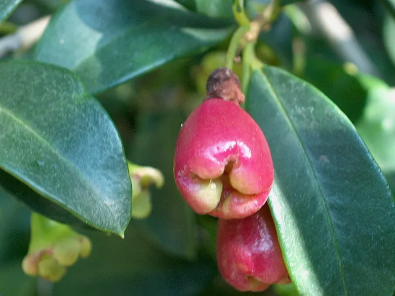 Brush Cherry (Syzygium Paniculatum) — The plant produces fluffy white to cream flowers in the summer, image 35