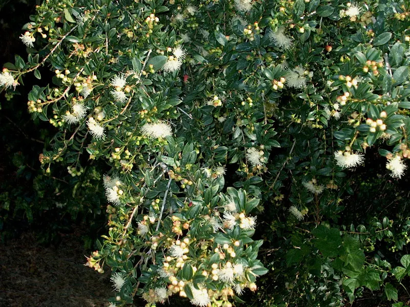 Brush Cherry (Syzygium Paniculatum) — which are rather inconspicuous but delightfully fragrant; with its compact growth and versatile nature
