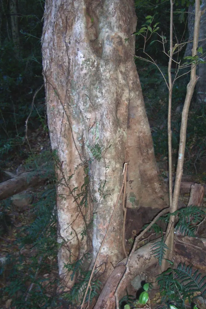 Brush Cherry (Syzygium Paniculatum) — The Eugenia Brush Cherry, Syzygium paniculatum, is a hardy, evergreen shrub with lustrous, dark green foliage; plant in
