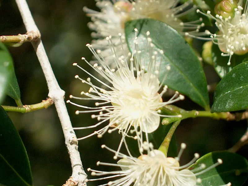 Brush Cherry (Syzygium Paniculatum) — This adaptable plant can be tailored to form hedgerows or shaped as a stand-alone topiary specimen; yellow flowers in the