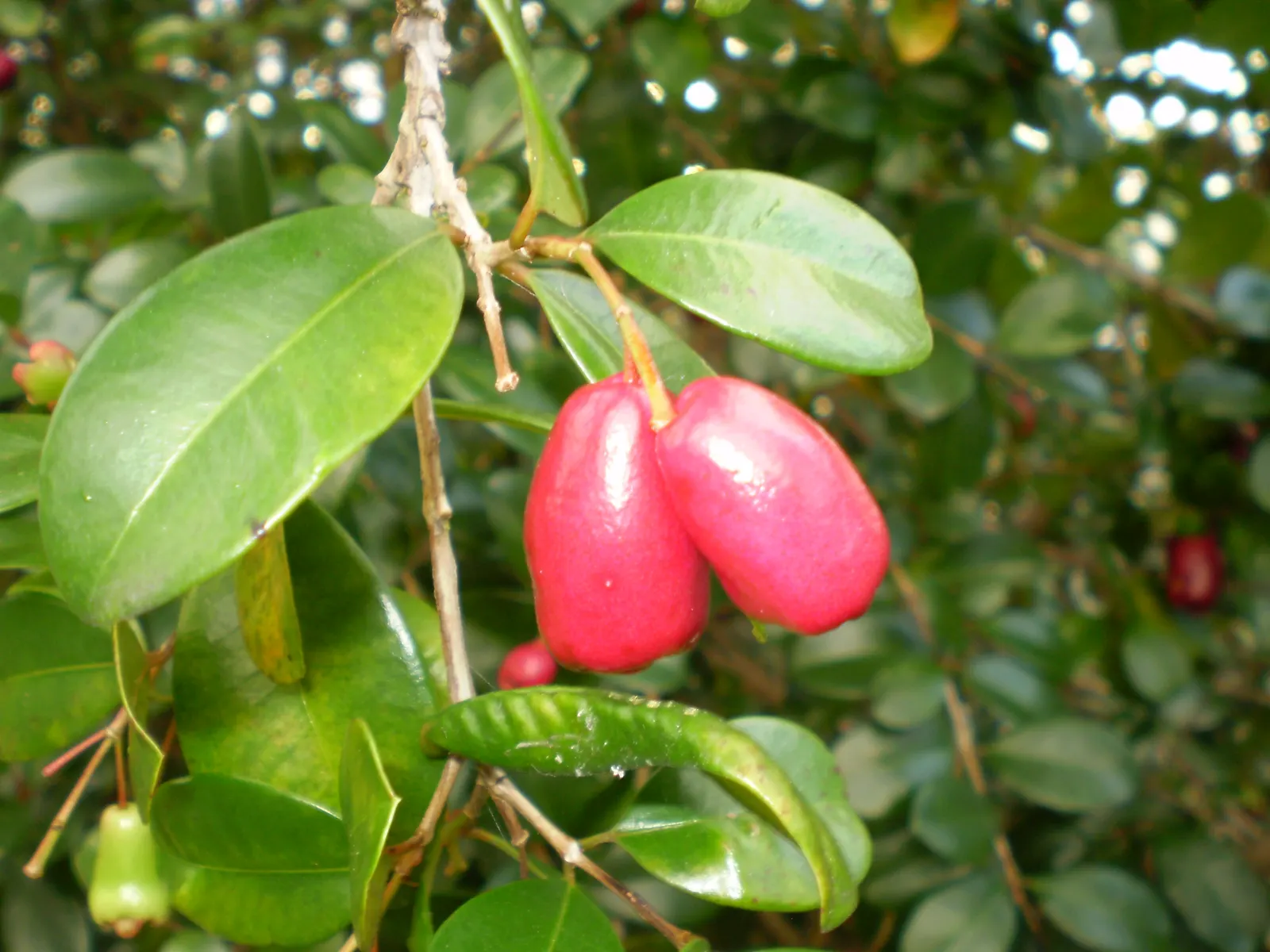 Brush Cherry (Syzygium Paniculatum) — Typically reaching 10-15 feet high and 5-8 feet wide, it boasts fluffy white flowers and edible red berries; which offer