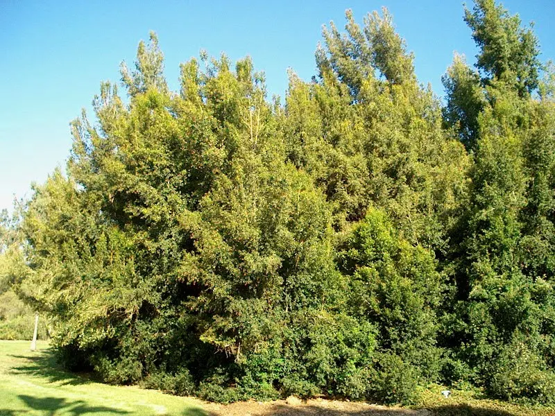 Brush Cherry (Syzygium Paniculatum) — is an evergreen shrub that is highly prized for its lush foliage and ornamental qualities; scientifically known as