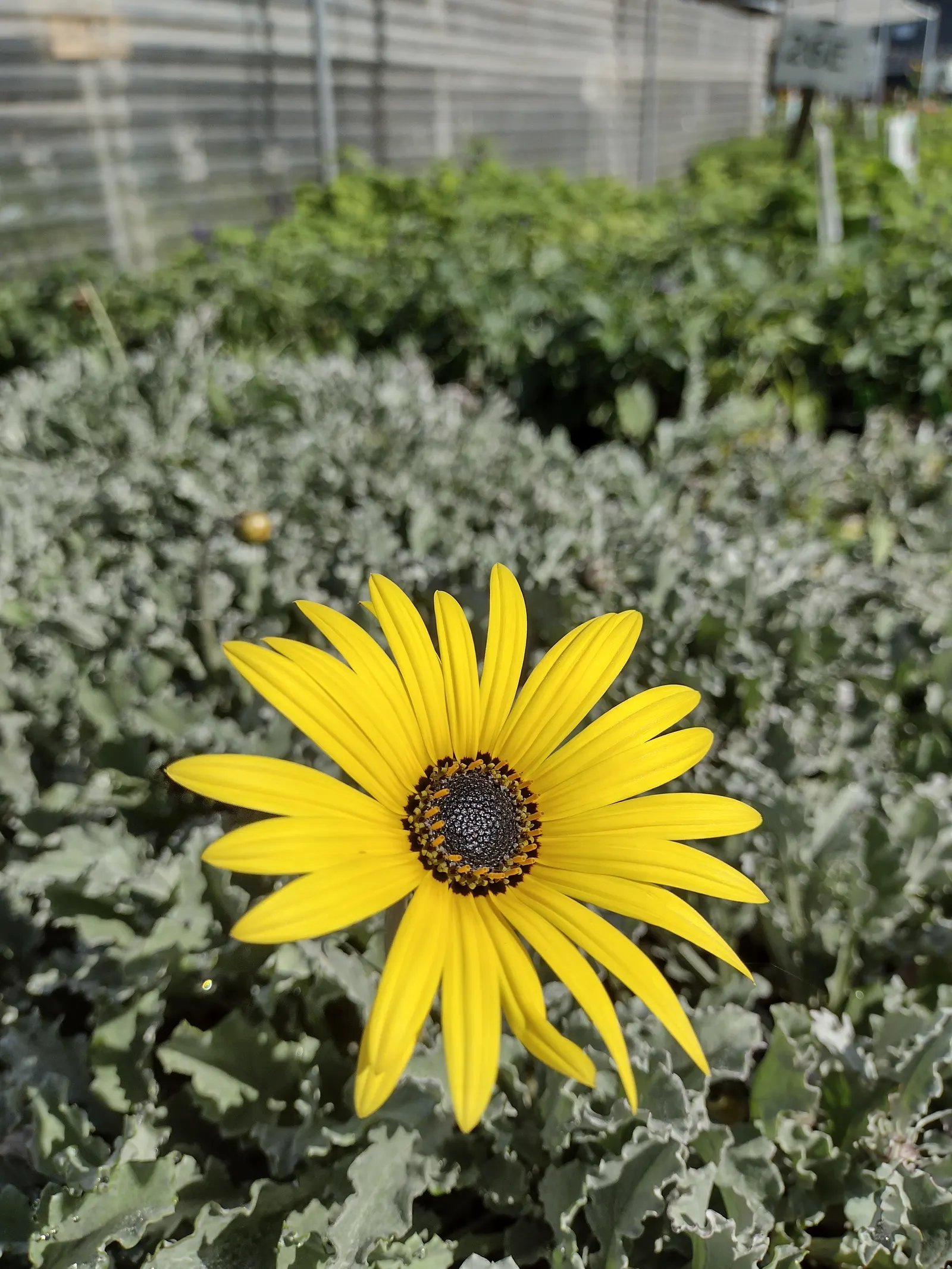 African Daisy (Arctotis Hybrids) — The African Daisy (Arctotis hybrids) brings vivid color to any garden