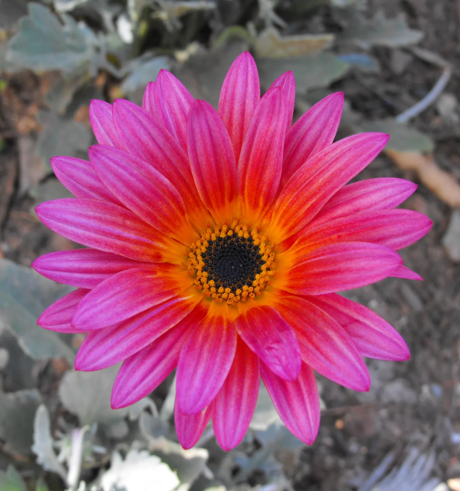 African Daisy (Arctotis Hybrids) — Thriving in full sun, these hardy perennials typically span 12-24 inches wide and 12-18 inches tall
