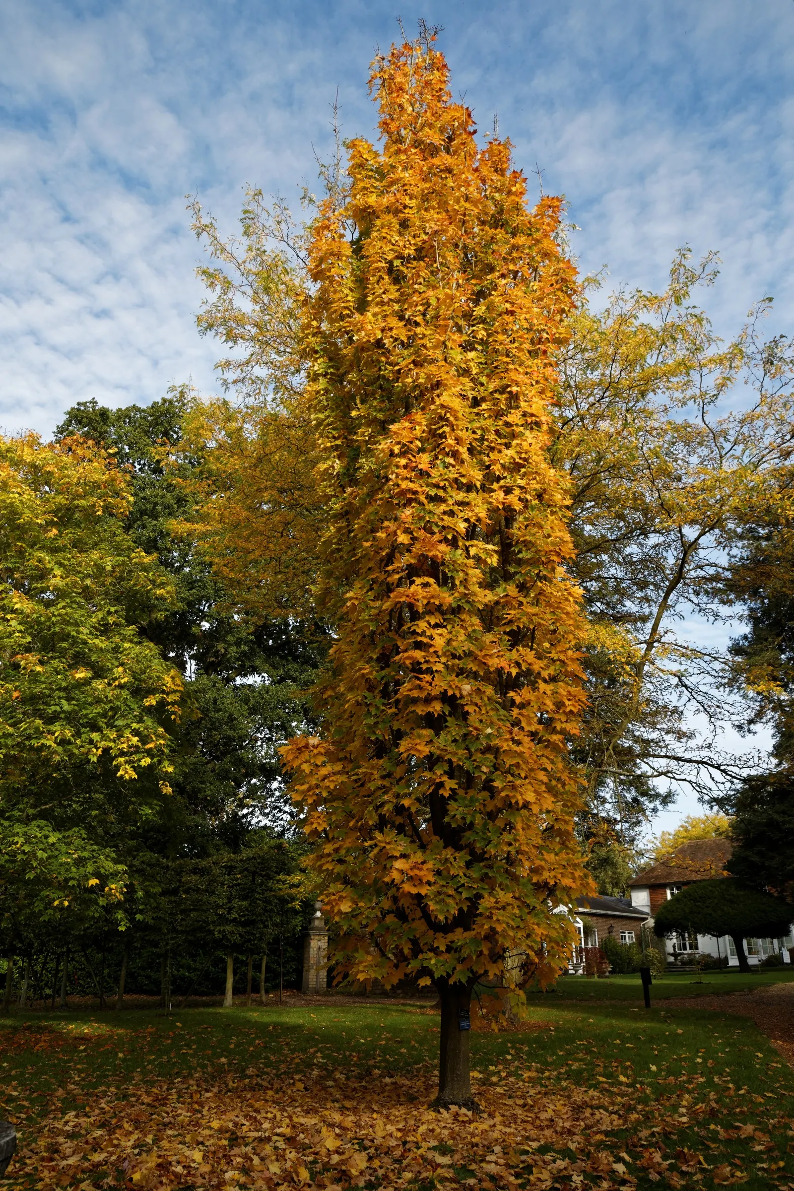 Temple's Upright Sugar Maple (Acer Saccharum 'Temple's Upright') — columnar Sugar Maple cultivar