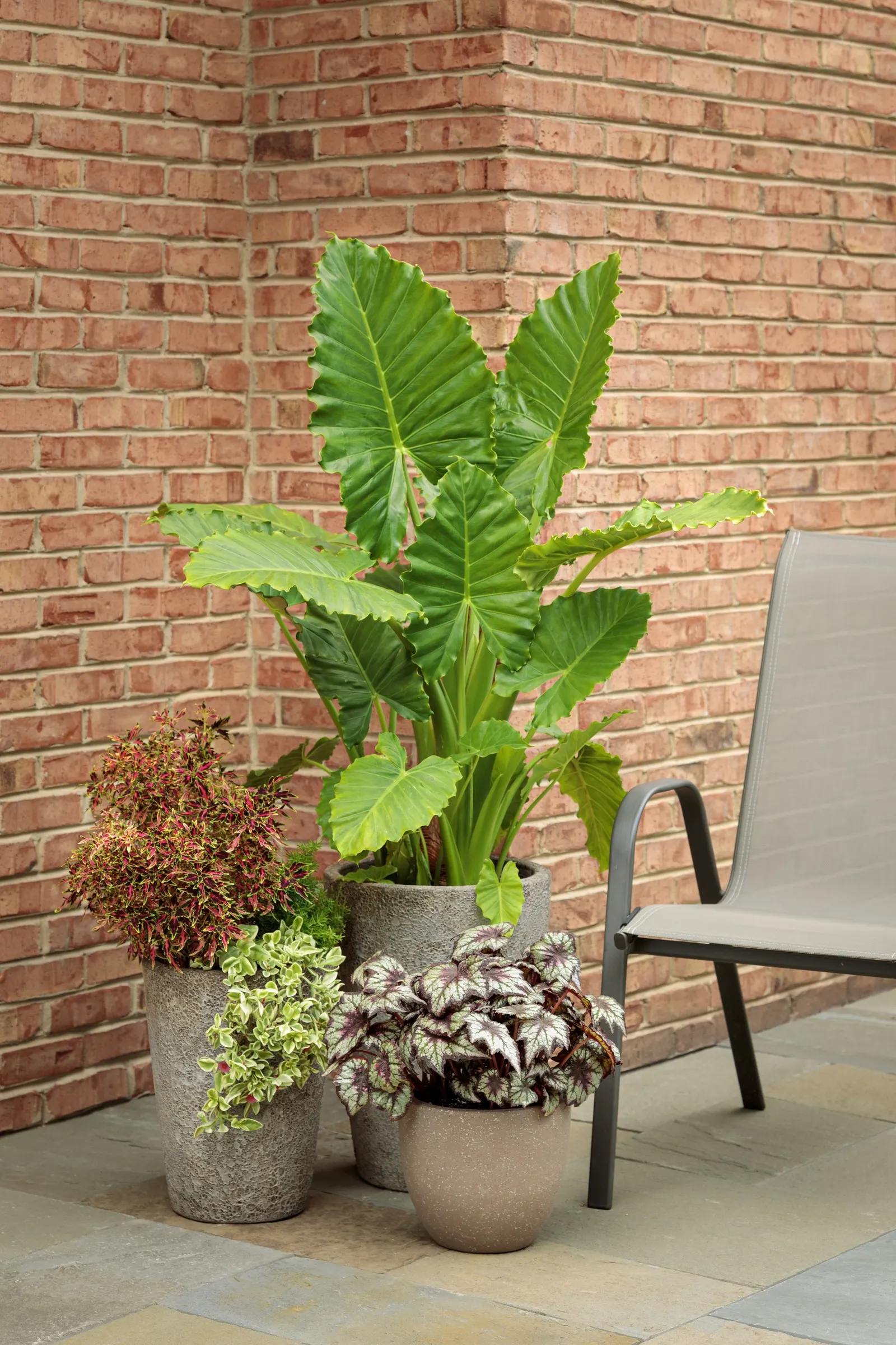 Mini Me™ Watermelon Coleus (Coleus scutellarioides) — well-branched mound that typically matures at 12 to 20 inches tall with a spread of 10 to 18 inches
