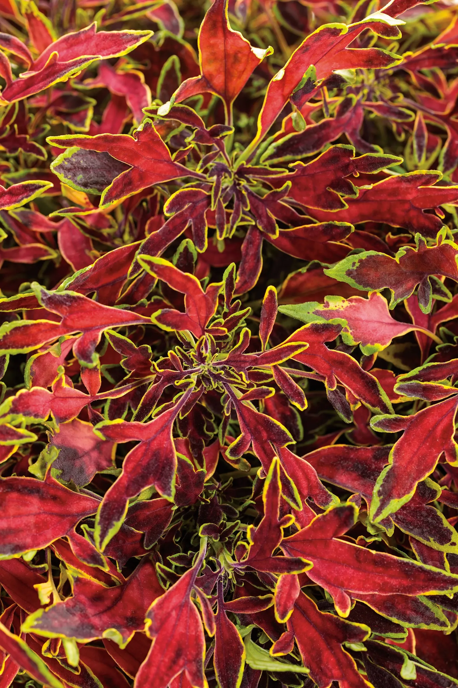 Mini Me™ Watermelon Coleus (Coleus scutellarioides) — thriving in sun or shade with average water and average garden soil