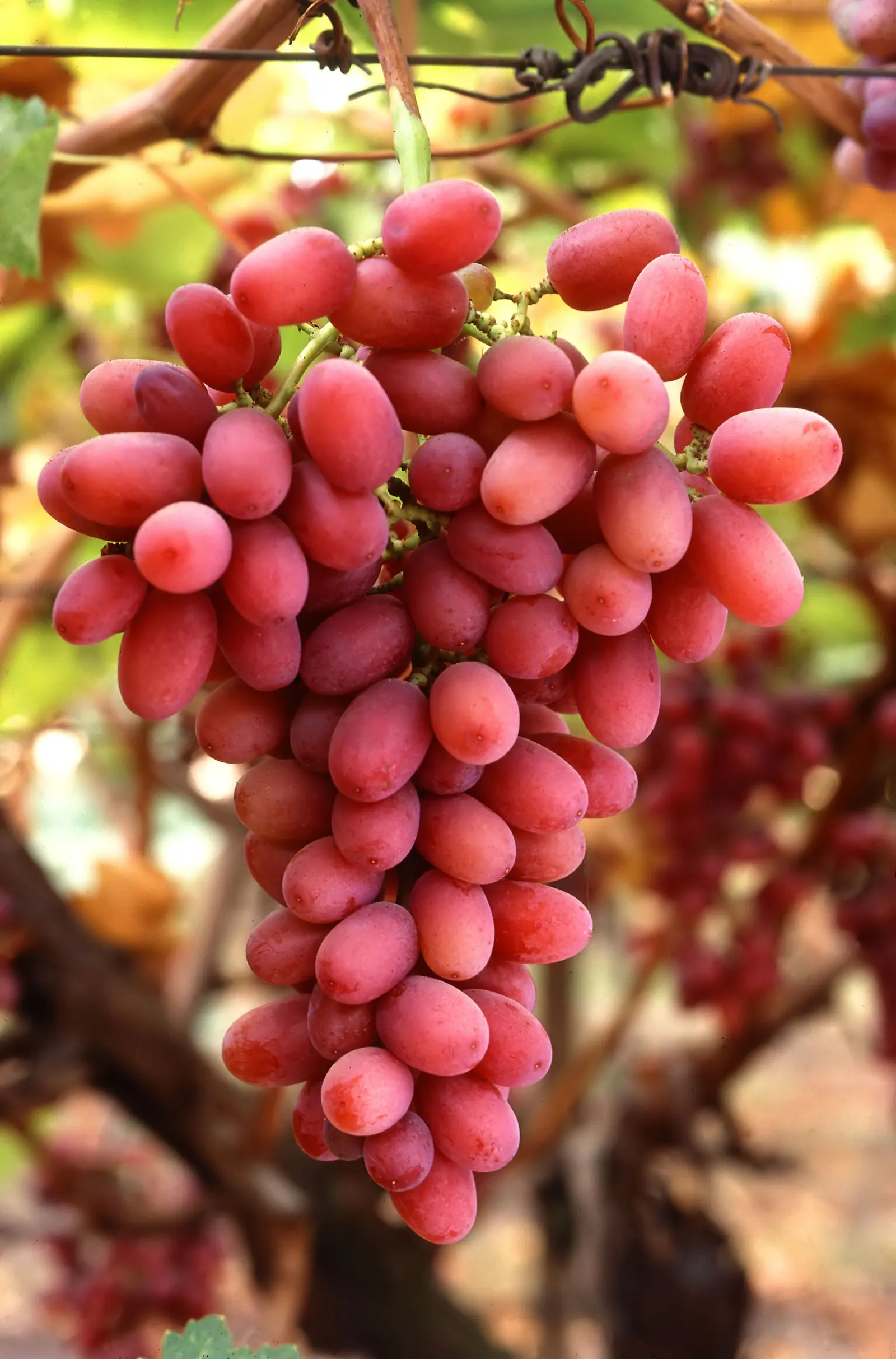Crimson Seedless Grape (Vitis Vinifera 'Crimson Seedless') — it can be a fruitful addition to edible gardens