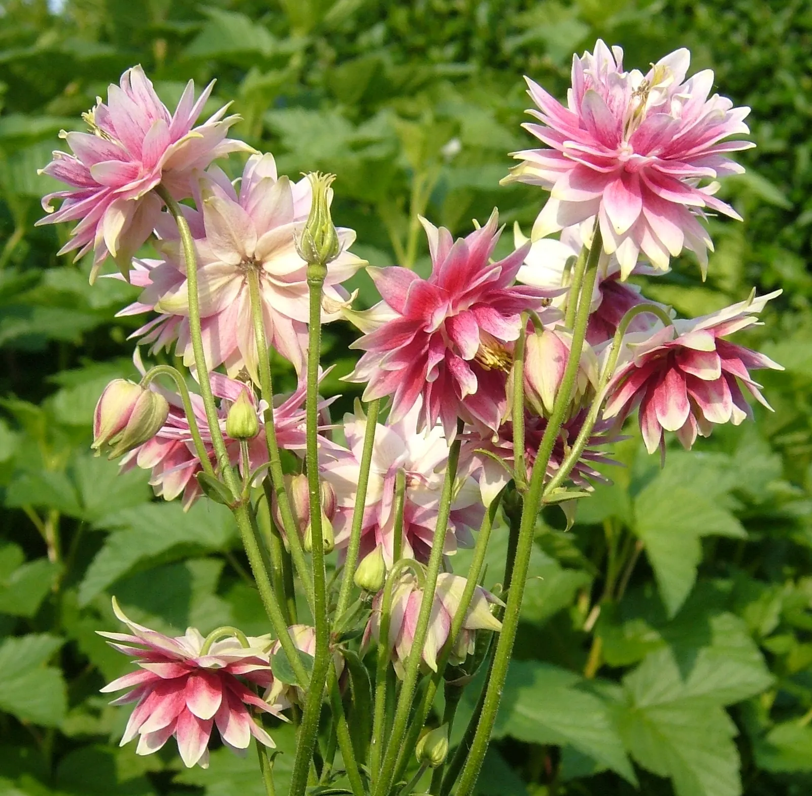 Common Columbine, European Columbin (Aquilegia Vulgaris 'Nora Barlow') — is a herbaceous perennial famed for its showy