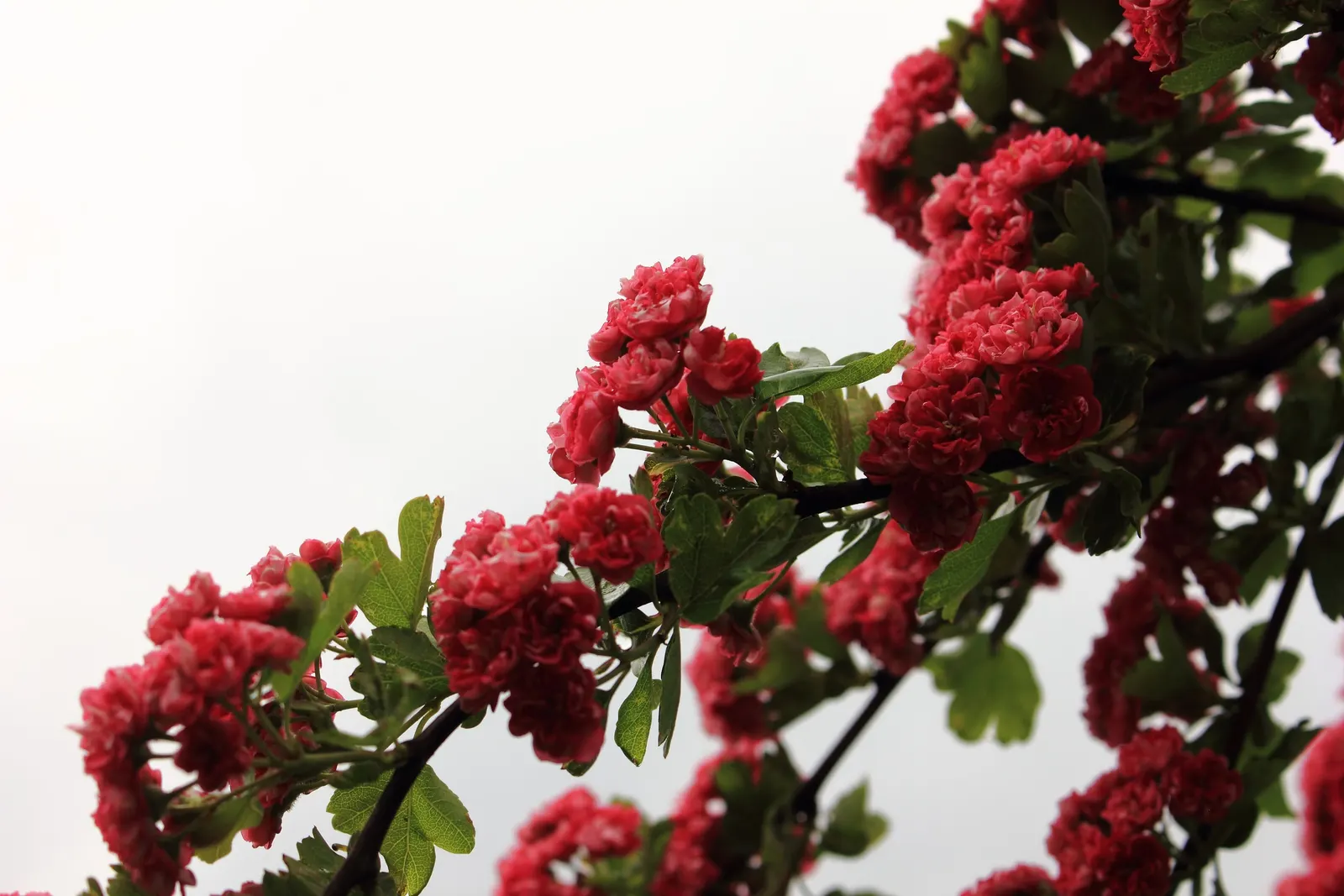Paul's Scarlet English Hawthorn (Crataegus Laevigata 'Paul's Scarlet') — Growing to about 15-20 feet tall and wide, its dense, rounded canopy adds structure to