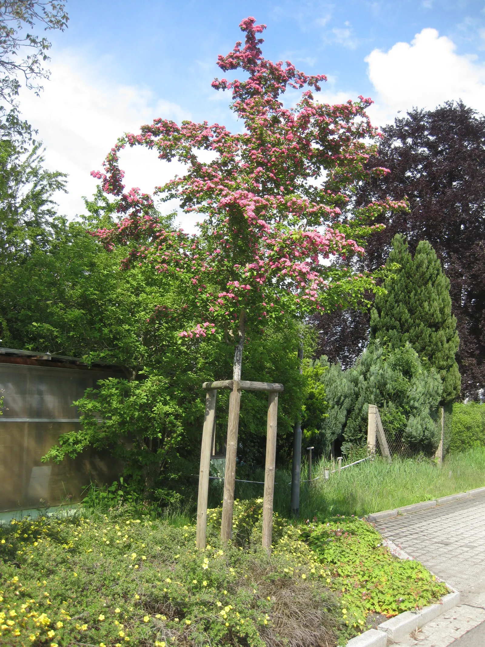 Paul's Scarlet English Hawthorn (Crataegus Laevigata 'Paul's Scarlet') — adds a vibrant splash of color to any landscape with its abundant double scarlet