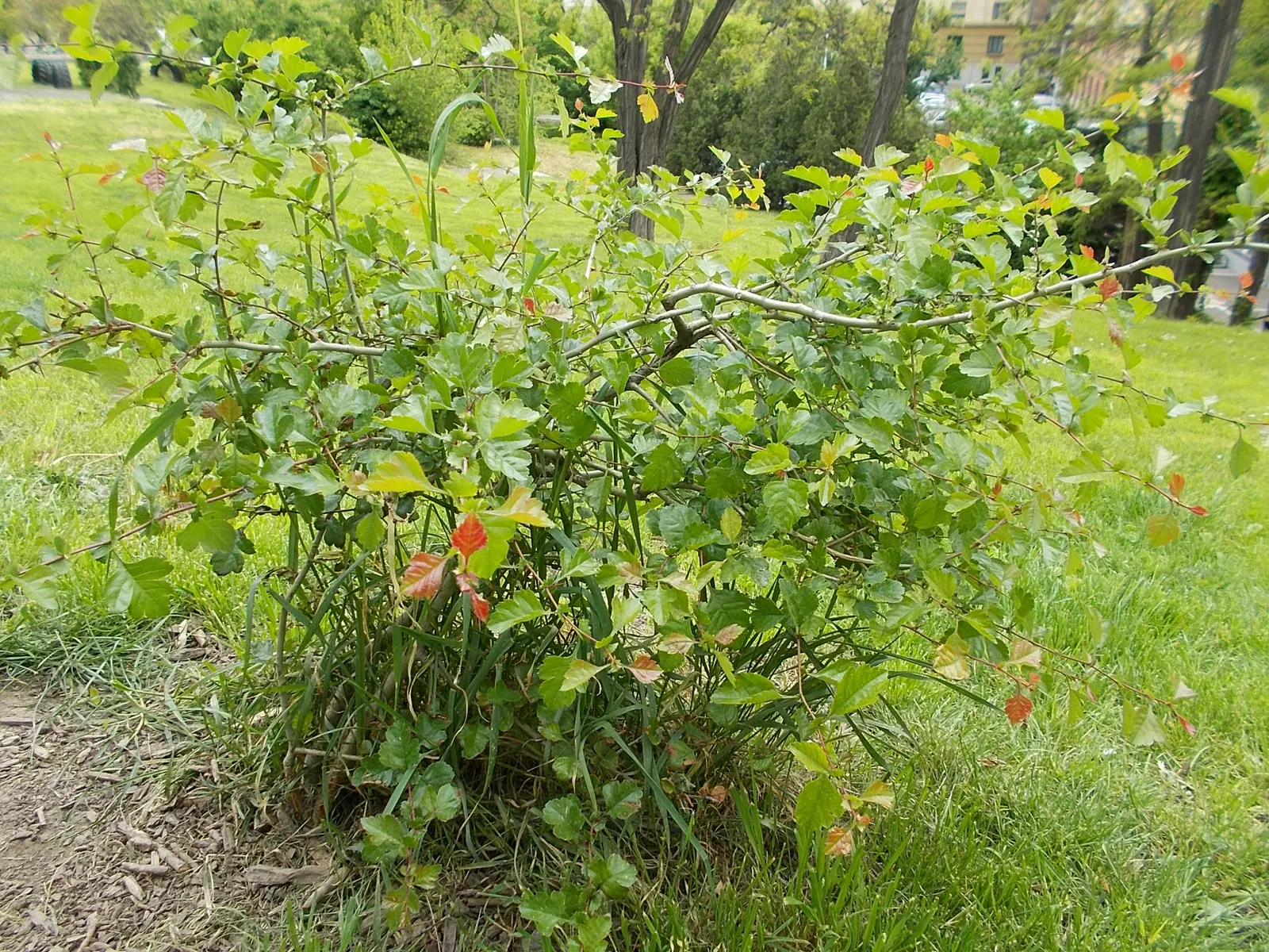 Paul's Scarlet English Hawthorn (Crataegus Laevigata 'Paul's Scarlet') — Thriving in USDA zones 4-8, it prefers full sun and tolerates a range of soil types