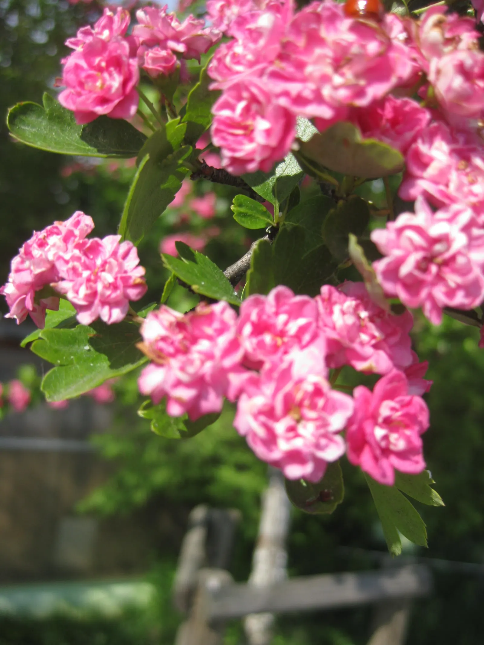 Paul's Scarlet English Hawthorn (Crataegus Laevigata 'Paul's Scarlet') — commonly referred to as Paul's Scarlet English Hawthorn
