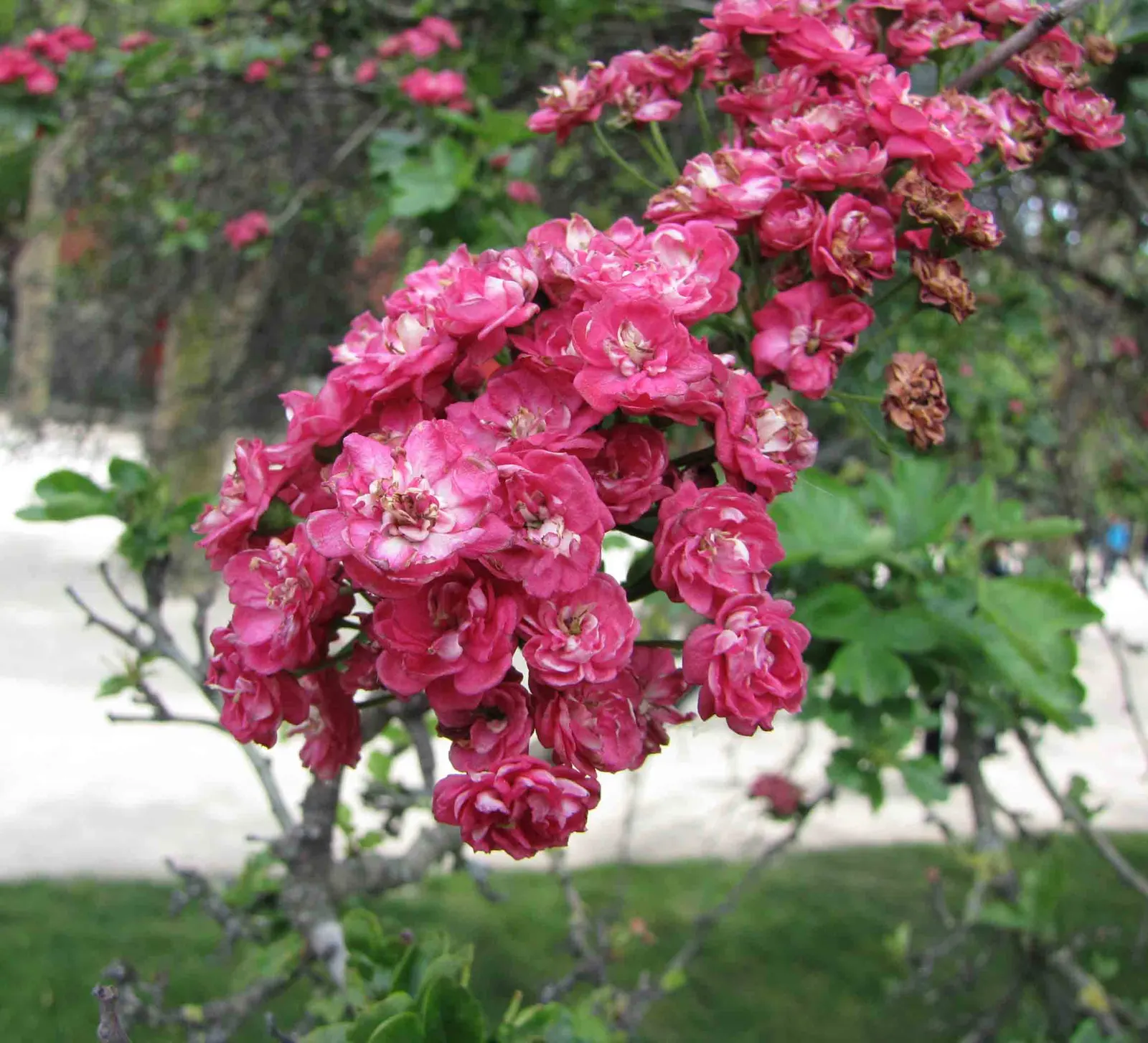 Paul's Scarlet English Hawthorn (Crataegus Laevigata 'Paul's Scarlet') — Its compact size makes it a practical choice for small gardens or urban settings