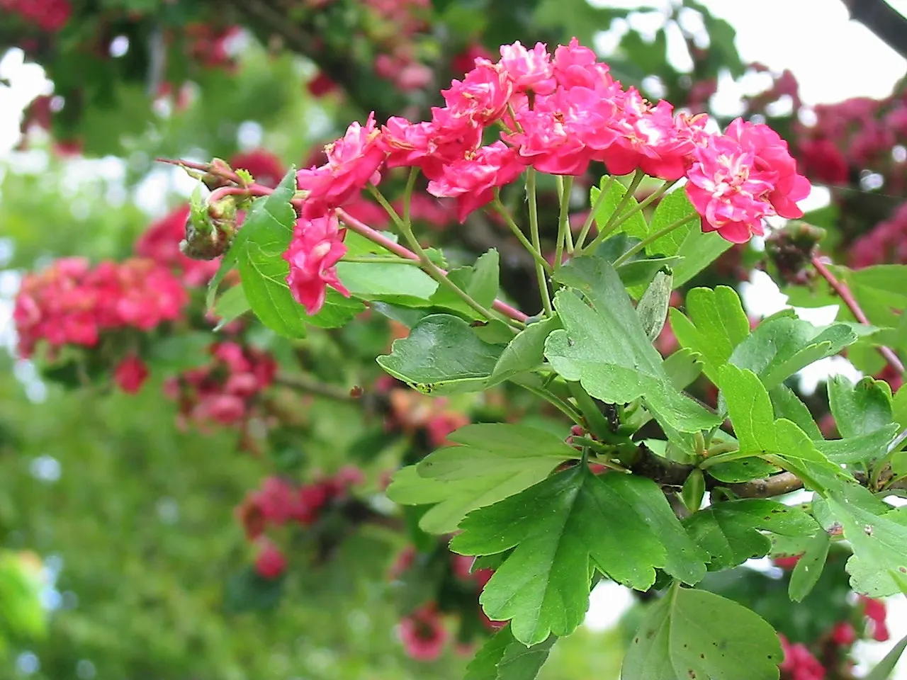 Paul's Scarlet English Hawthorn (Crataegus Laevigata 'Paul's Scarlet') — is a deciduous tree valued for its spring display of double