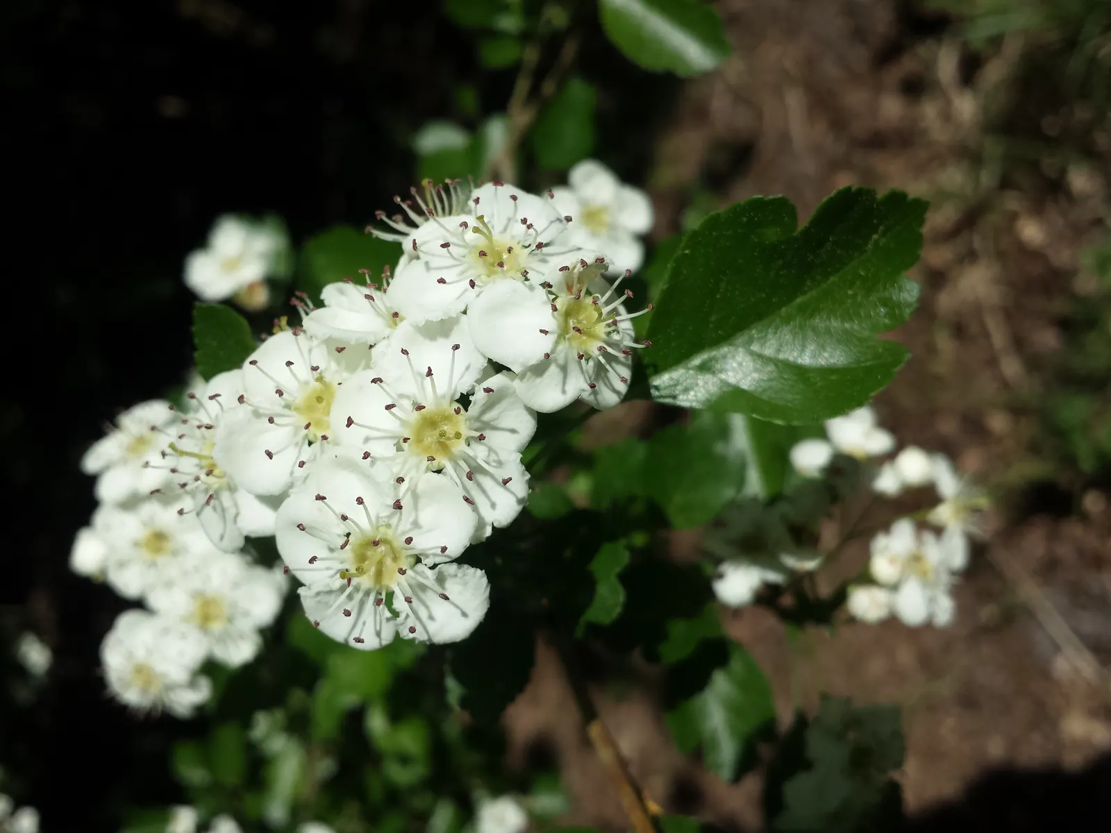 Paul's Scarlet English Hawthorn (Crataegus Laevigata 'Paul's Scarlet') — commonly called Paul's Scarlet English Hawthorn