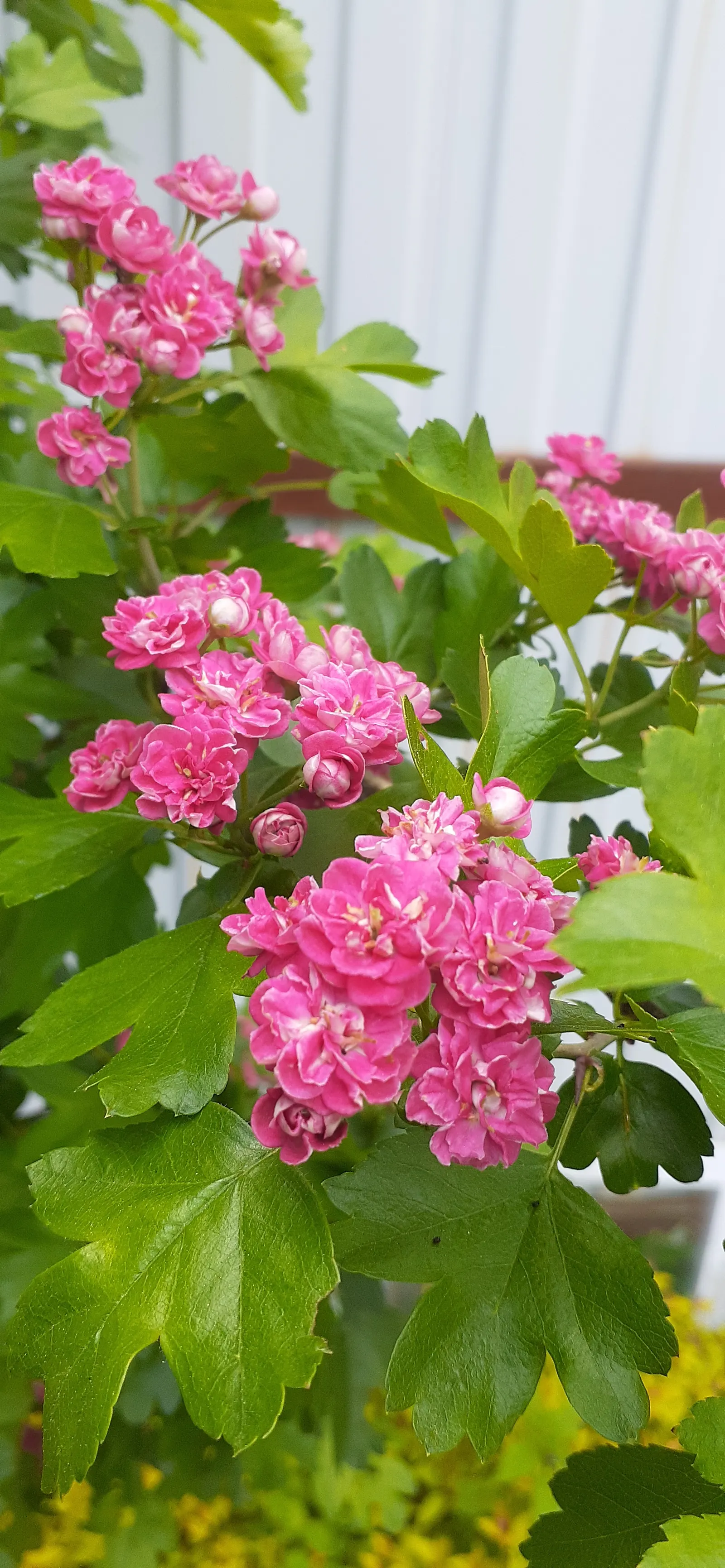 Paul's Scarlet English Hawthorn (Crataegus Laevigata 'Paul's Scarlet') — round-headed tree typically reaches a mature height of 15 to 25 feet