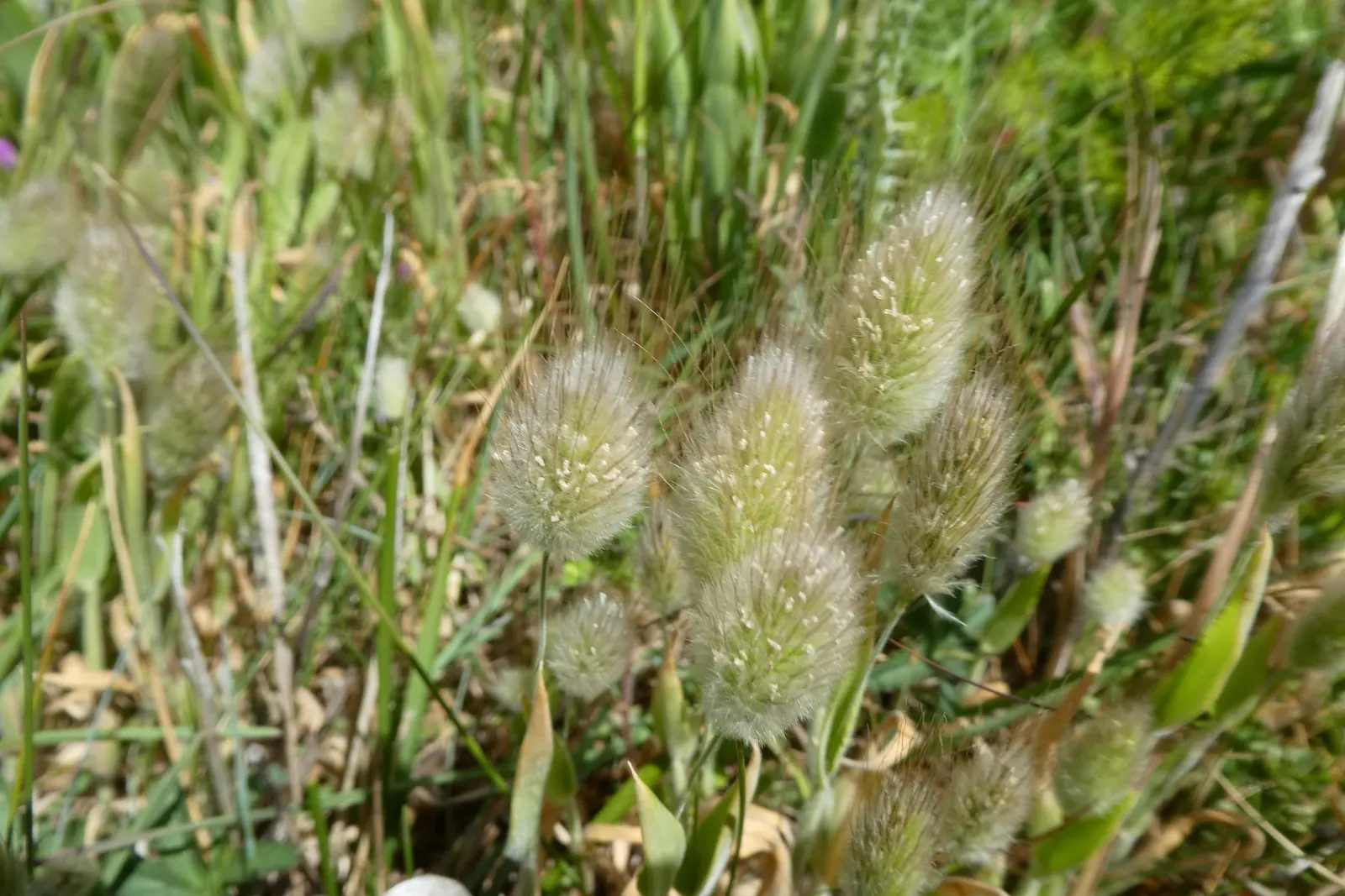 Bunny Tails (Lagurus Ovatus) — it displays good drought tolerance