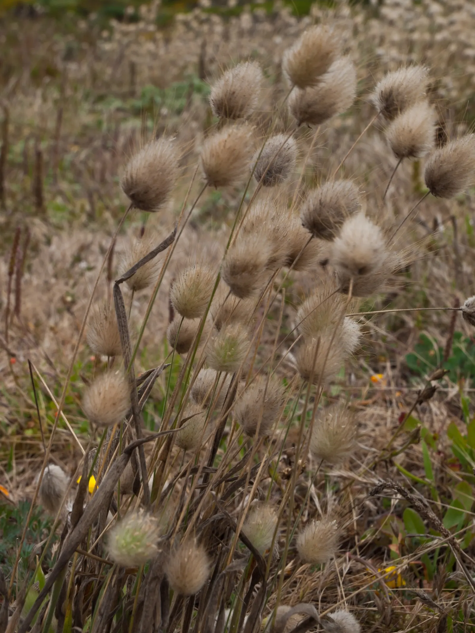 Bunny Tails (Lagurus Ovatus) — this annual grass cultivar typically reaches a modest height of 1 to 2 feet; making it an easy-to-maintain choice for xeriscaping
