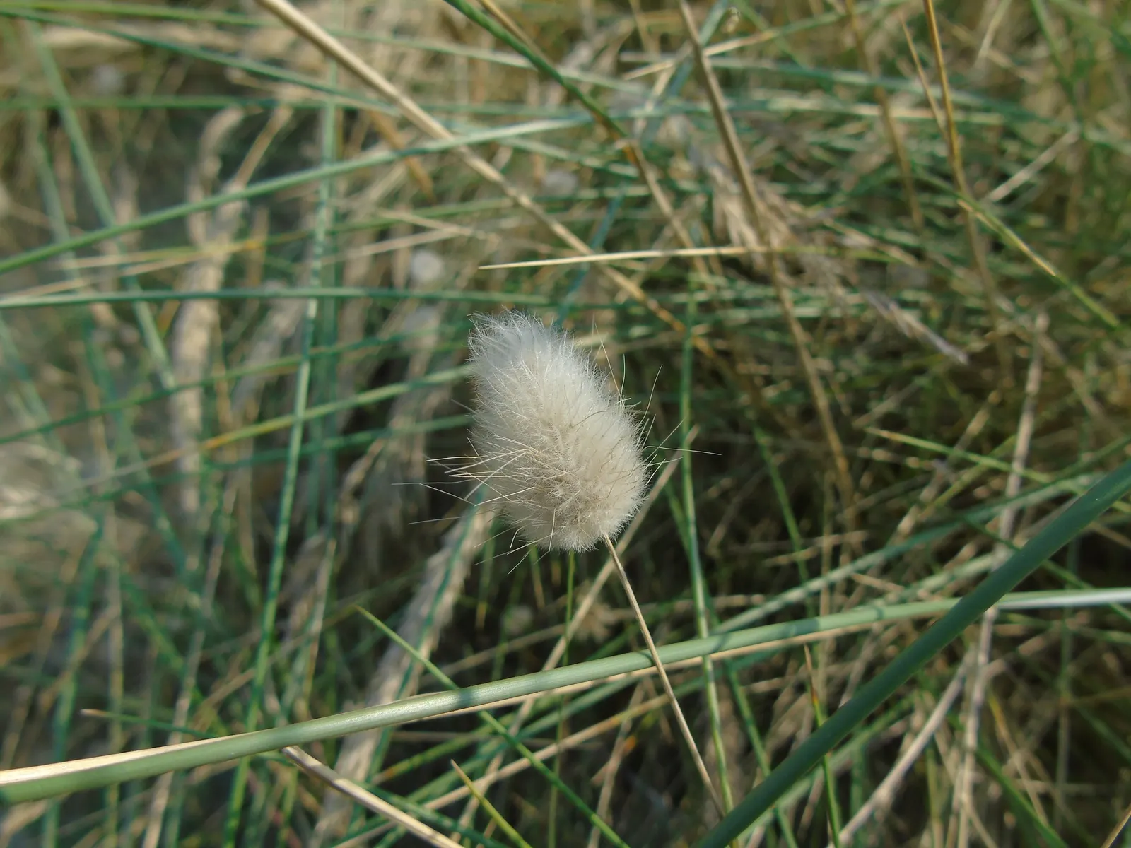 Bunny Tails (Lagurus Ovatus) — It is best planted in well-drained soil and once established; annual with white blooms