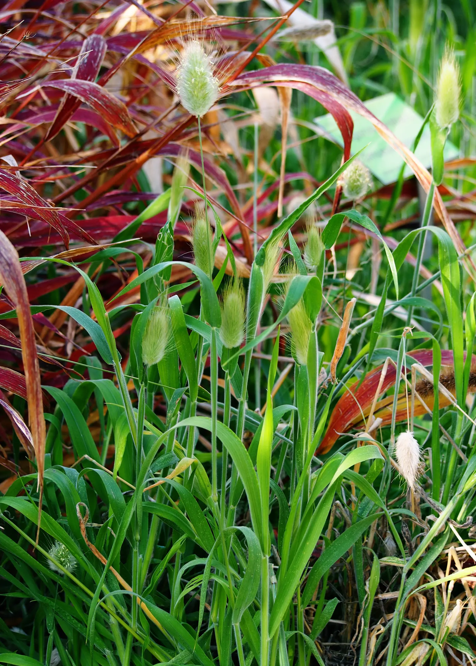 Bunny Tails (Lagurus Ovatus) — This annual grows to a petite height of 12-24 inches with a similar spread; watering should be moderate but can be reduced once