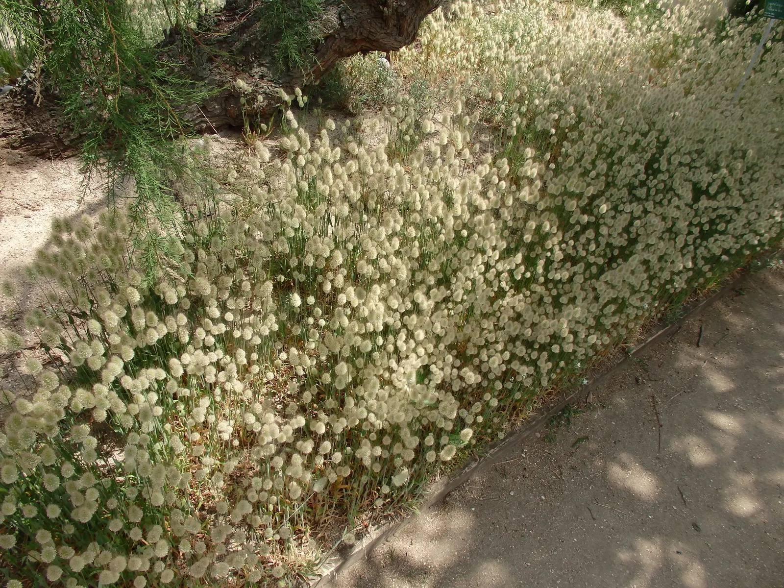 Bunny Tails (Lagurus Ovatus) — When designing a garden landscape; commonly known as Bunny Tails, image 71