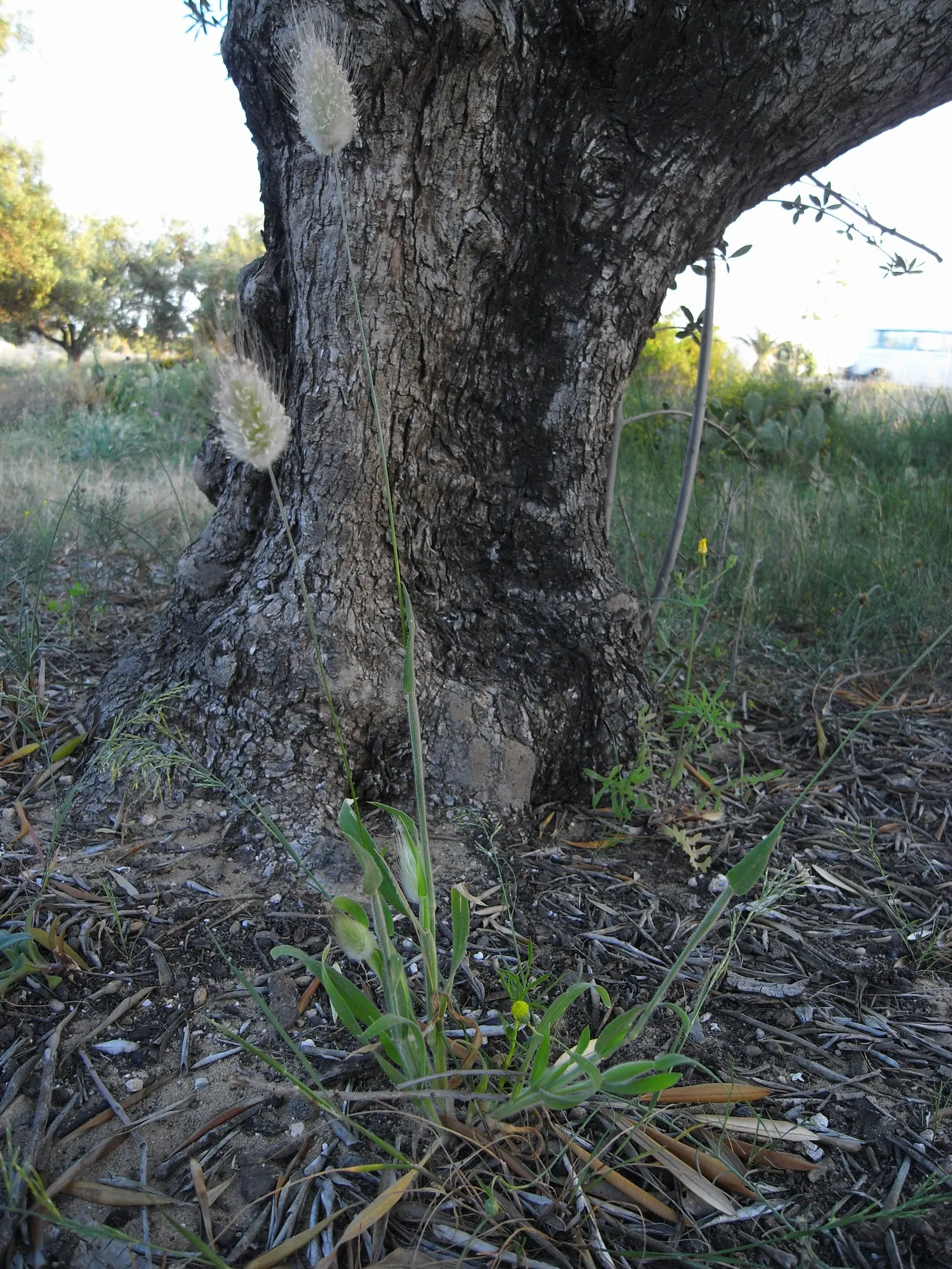 Bunny Tails (Lagurus Ovatus) — tufted seed heads emerge in late spring to early summer and persist well into the fall