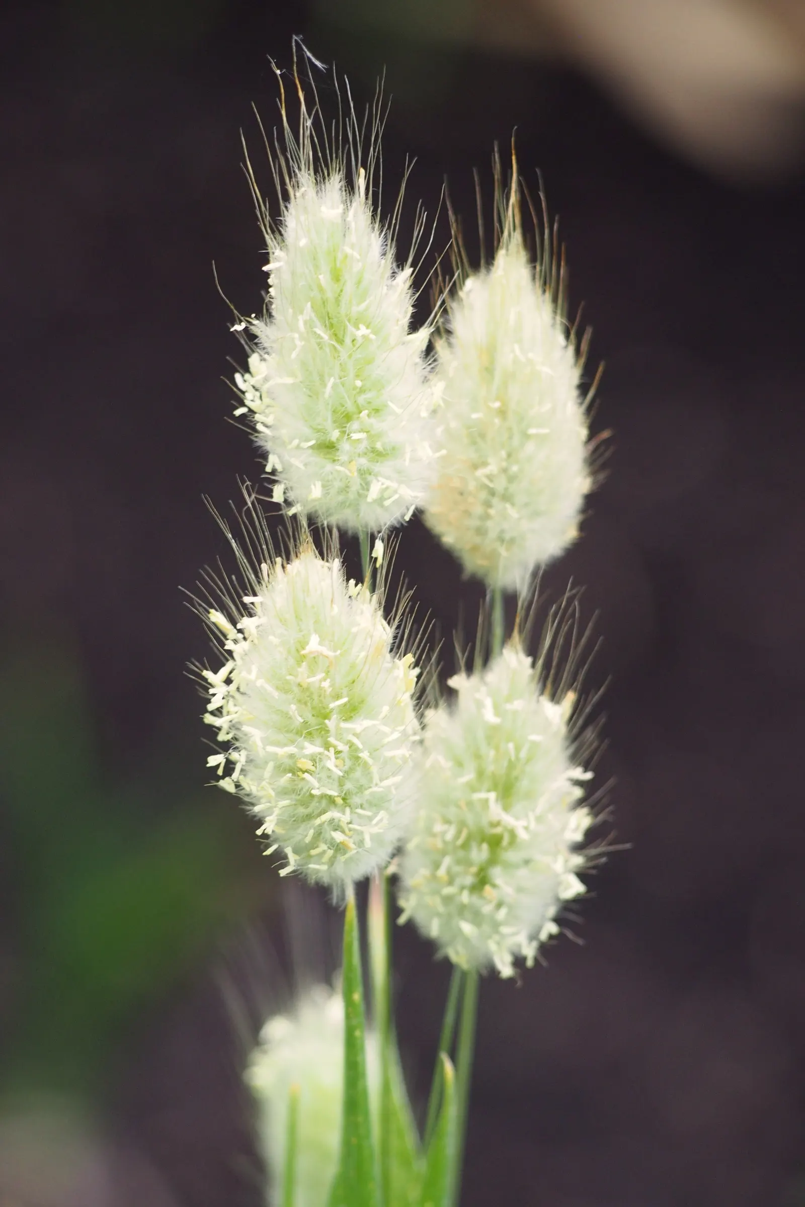 Bunny Tails (Lagurus Ovatus) — this annual grass cultivar typically reaches a modest height of 1 to 2 feet