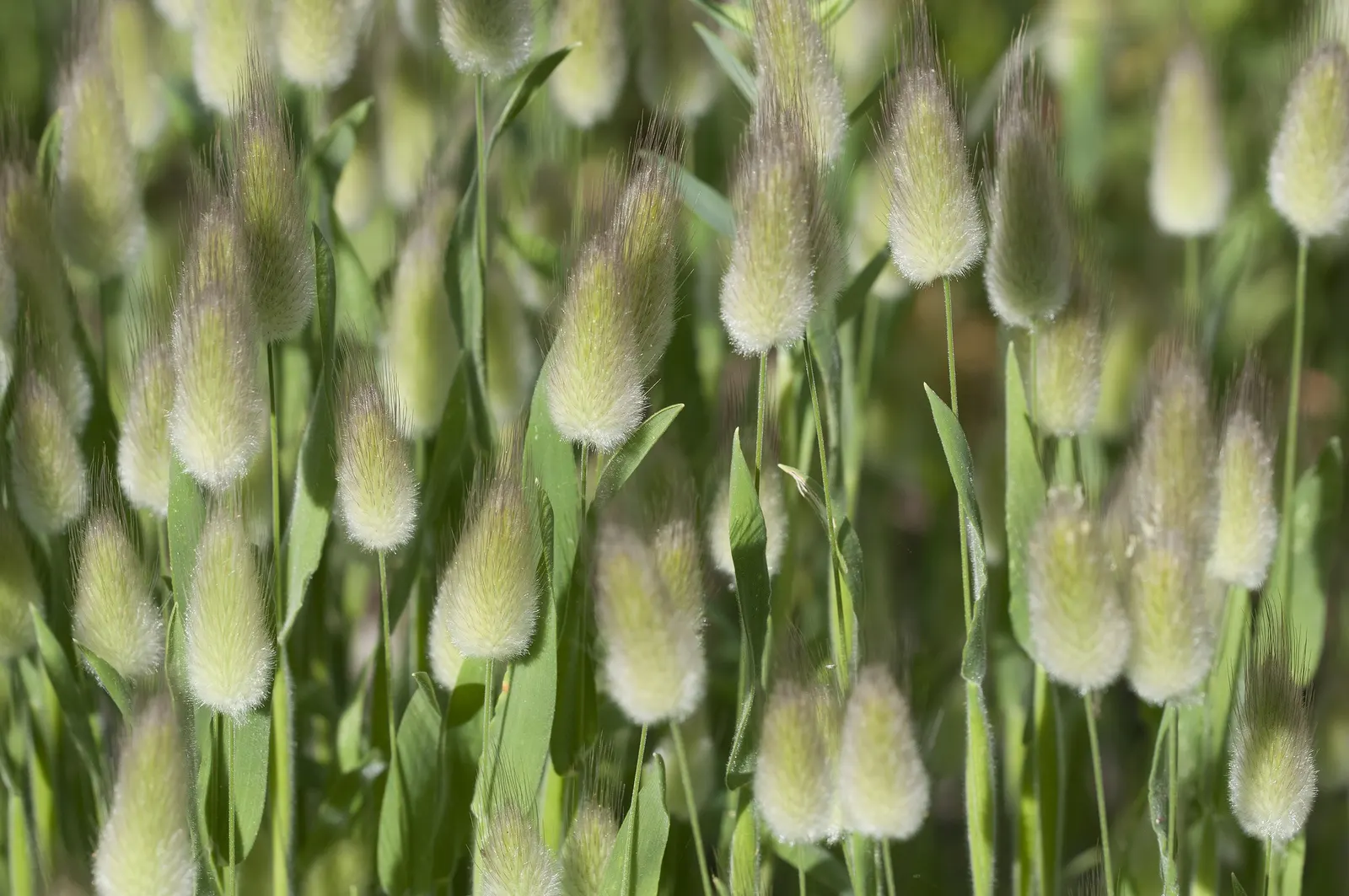Bunny Tails (Lagurus Ovatus) — Bunny Tails is also a favorite for dried floral arrangements.<br><br>For optimal growth; tufted seed heads emerge in late spring
