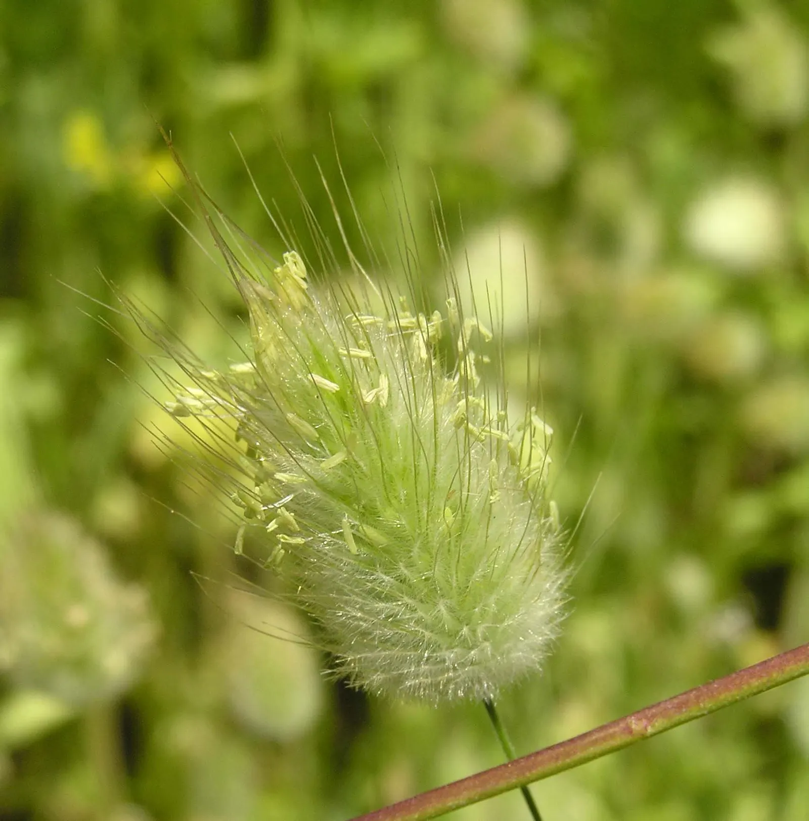 Bunny Tails (Lagurus Ovatus) — is a charming ornamental grass known for its fluffy; native to the Mediterranean