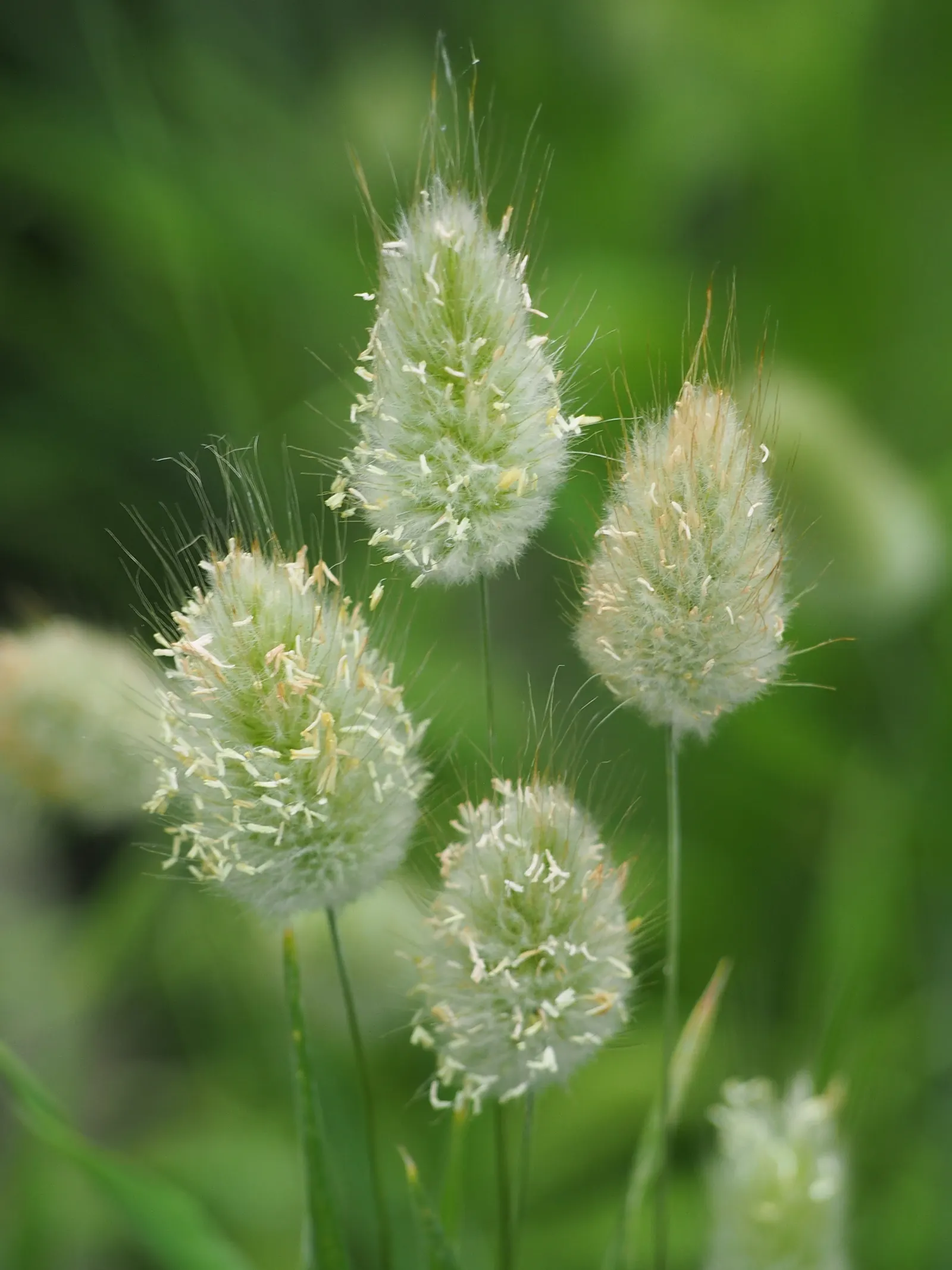 Bunny Tails (Lagurus Ovatus) — and their unique texture and form capture the interest of onlookers