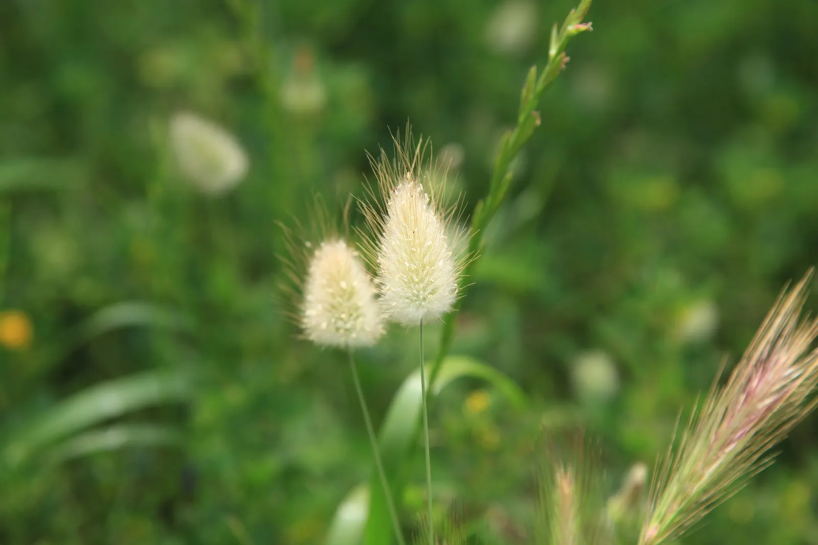 Bunny Tails (Lagurus Ovatus) — Bunny Tails thrives in full sun but can tolerate some light shade