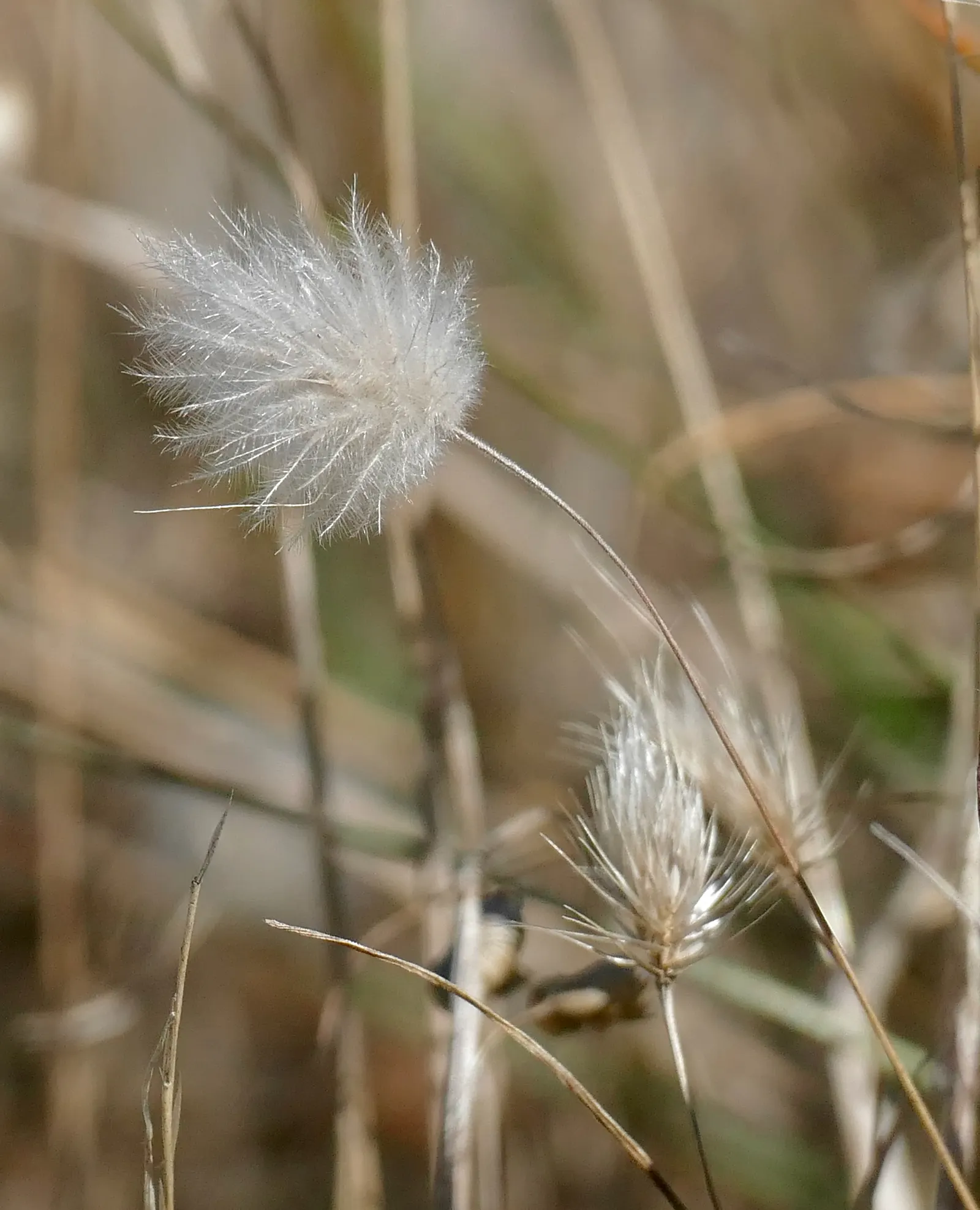 Bunny Tails (Lagurus Ovatus) — this annual grass cultivar typically reaches a modest height of 1 to 2 feet; making it an easy-to-maintain choice, image 70