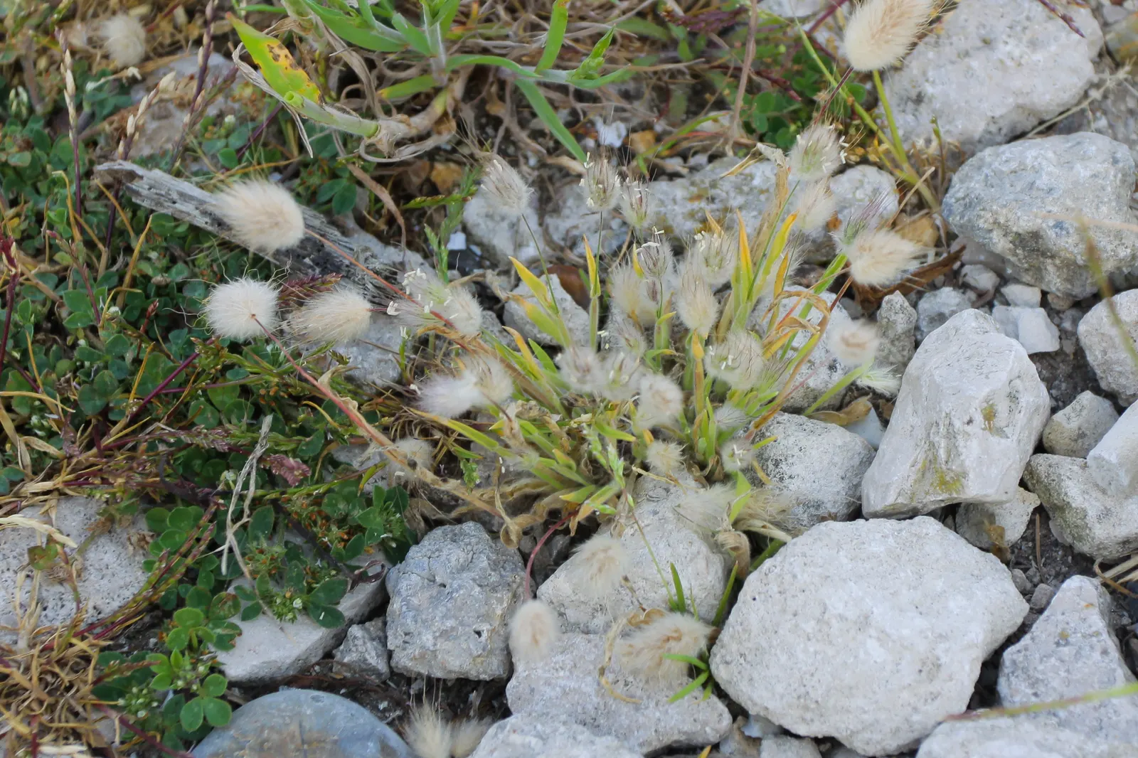 Bunny Tails (Lagurus Ovatus) — Its modest size and adaptability make it a versatile and endearing option for a diverse array of garden styles; it thrives in