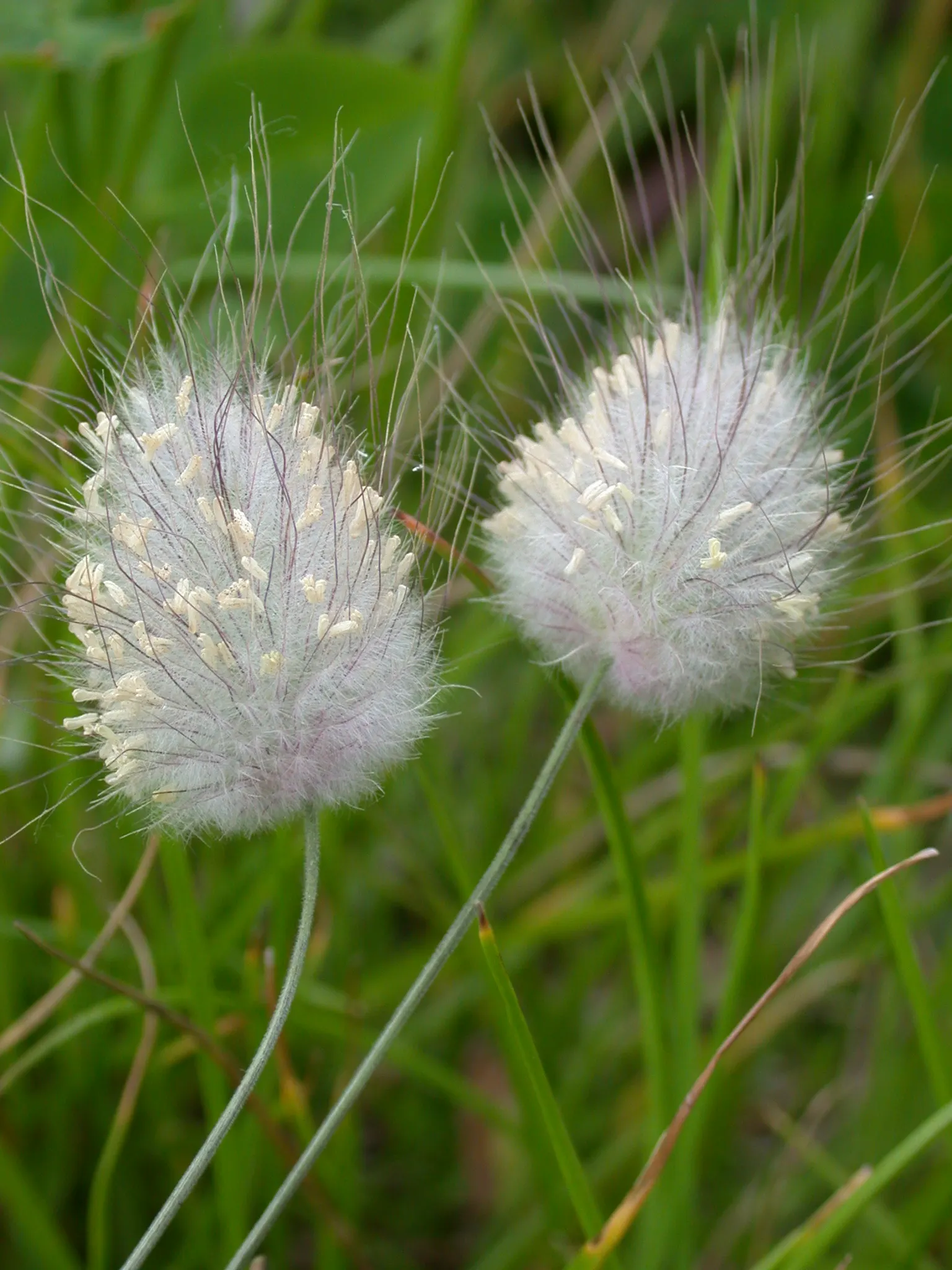 Bunny Tails (Lagurus Ovatus) — Bunny Tails is also a favorite for dried floral arrangements.<br><br>For optimal growth; tufted seed heads emerge in, image 77