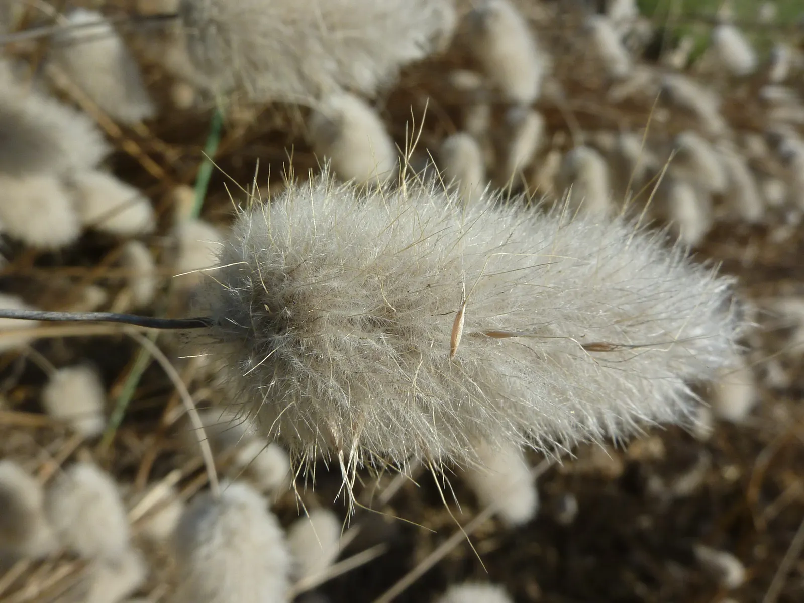 Bunny Tails (Lagurus Ovatus) — commonly known as Bunny Tails; this annual grows to a petite height of 12-24 inches with a similar spread